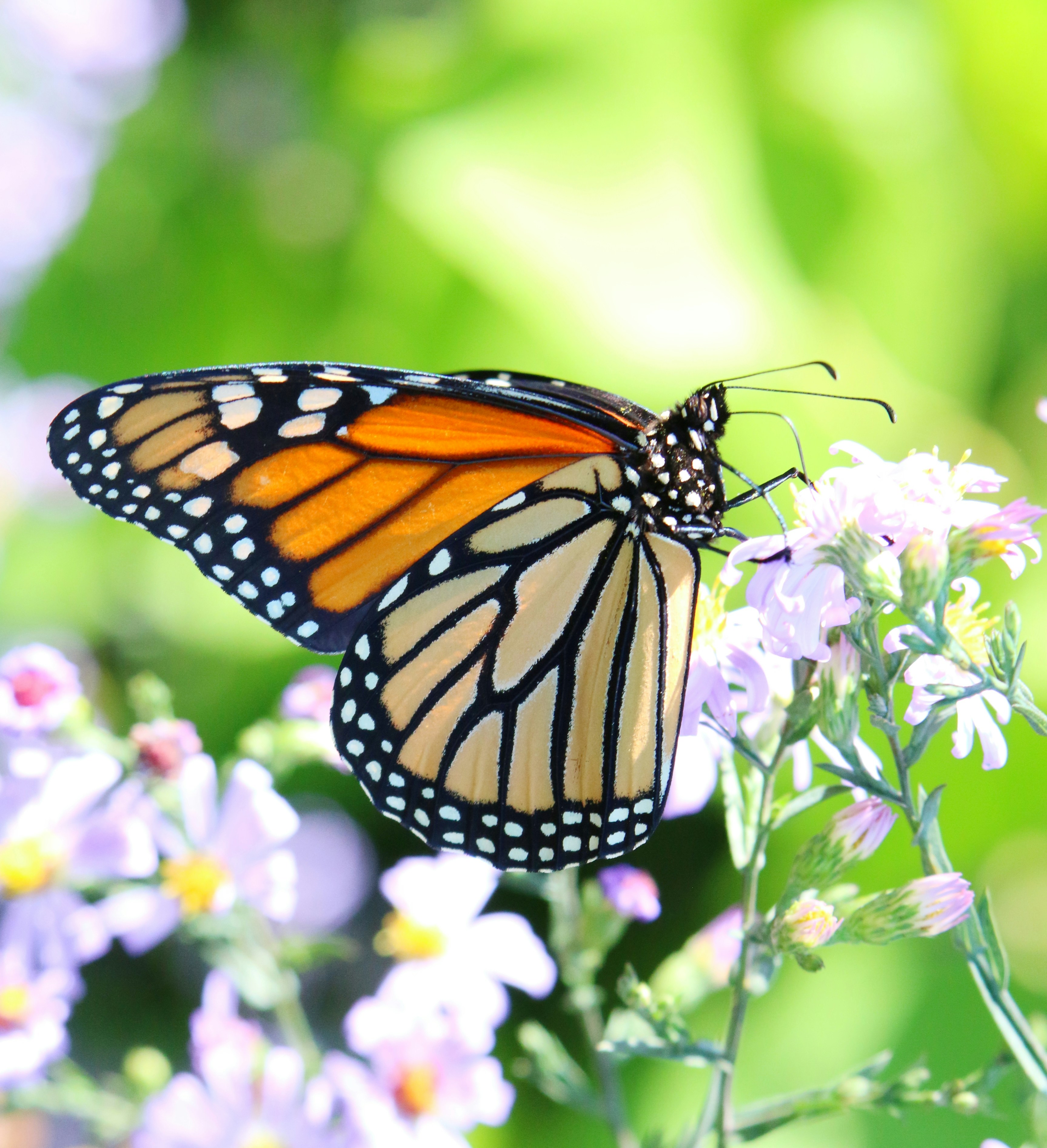 Photo by goldenplover31