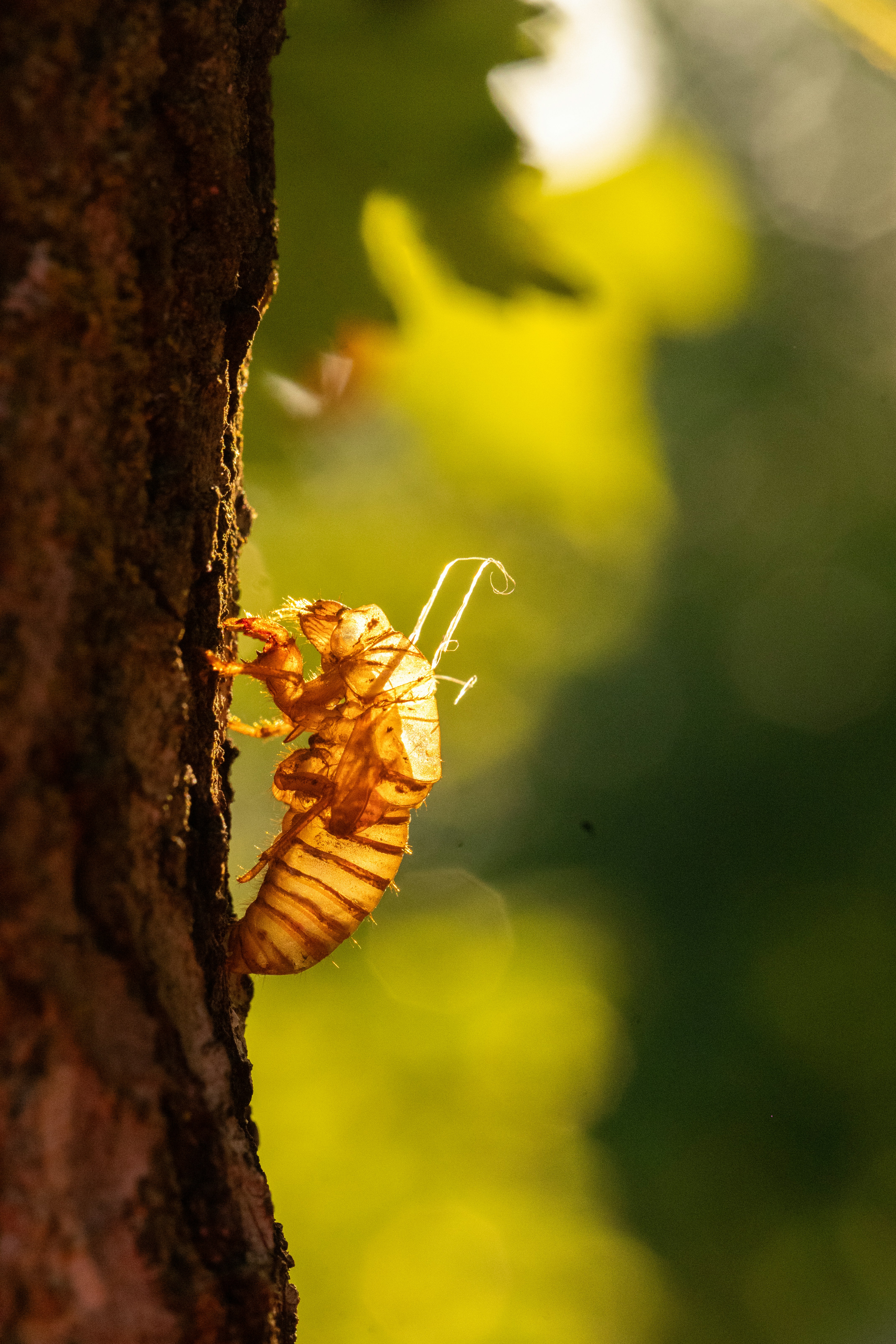 木の脇を這う虫