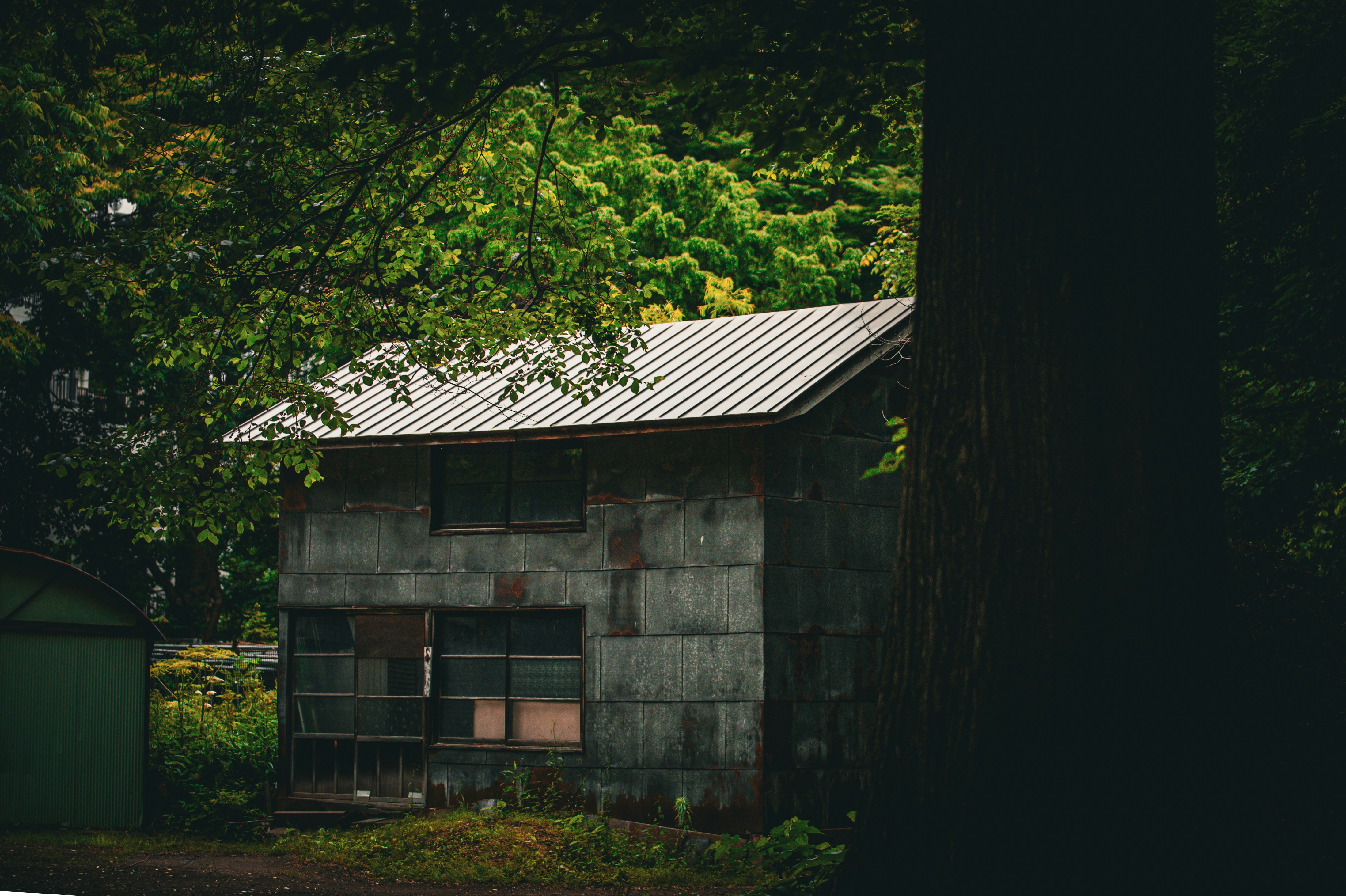 天啊！你家毛孩還在吃毒？獸醫不敢說的秘密，現在爆給你知！