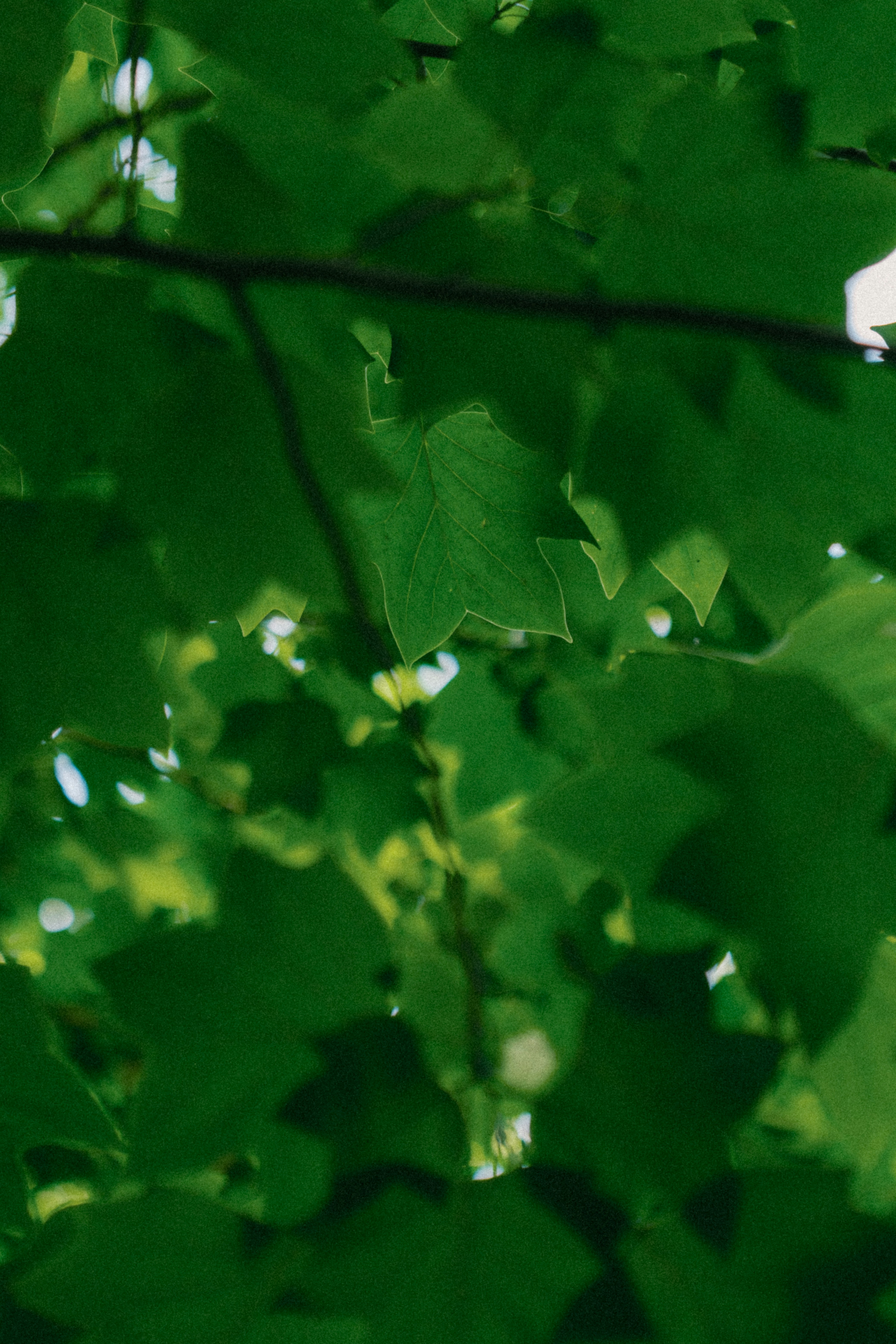 Photo by marsupialpudding