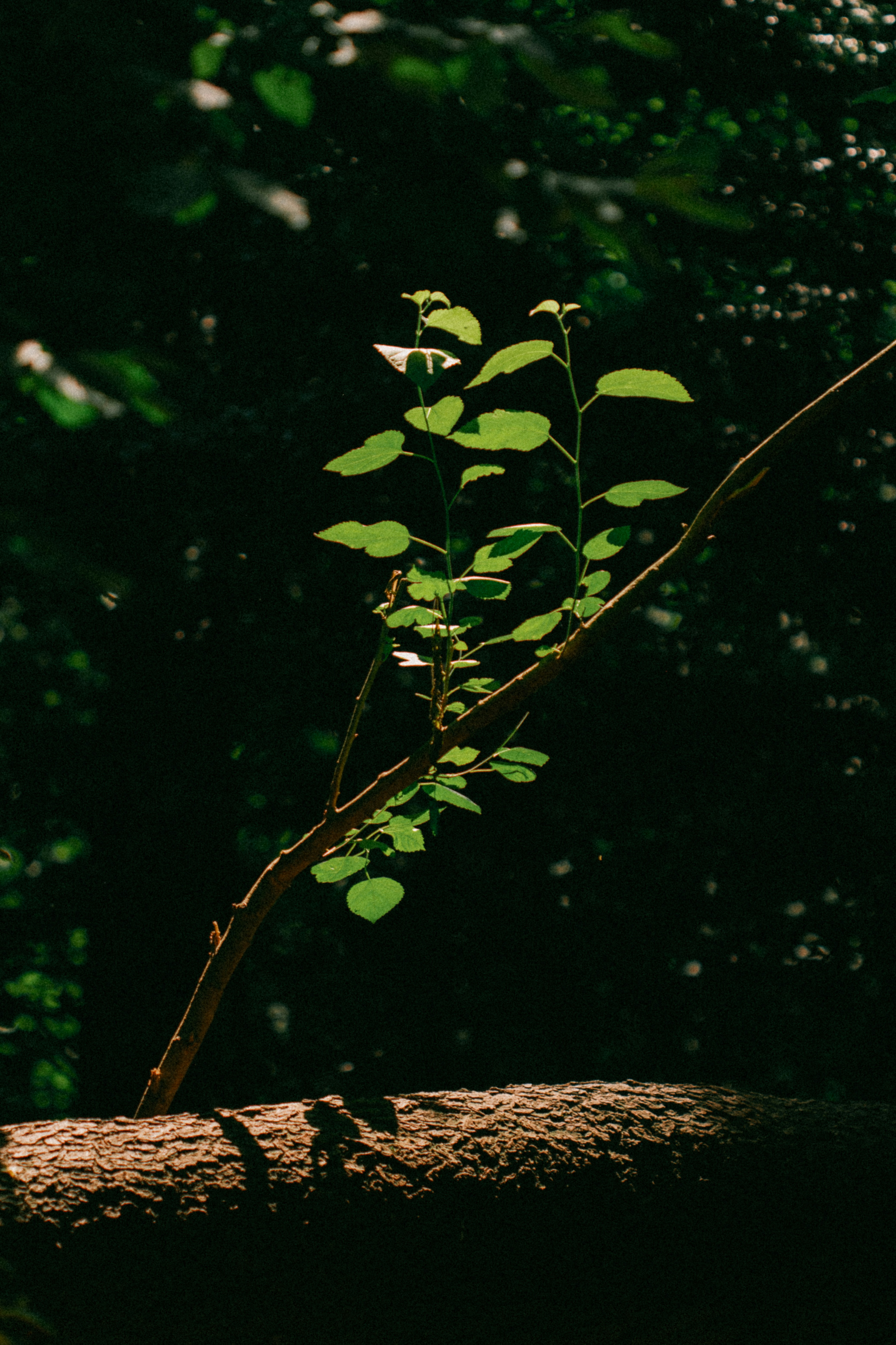 Photo by marsupialpudding