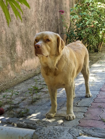 A large brown dog standing on top of a sidewalk