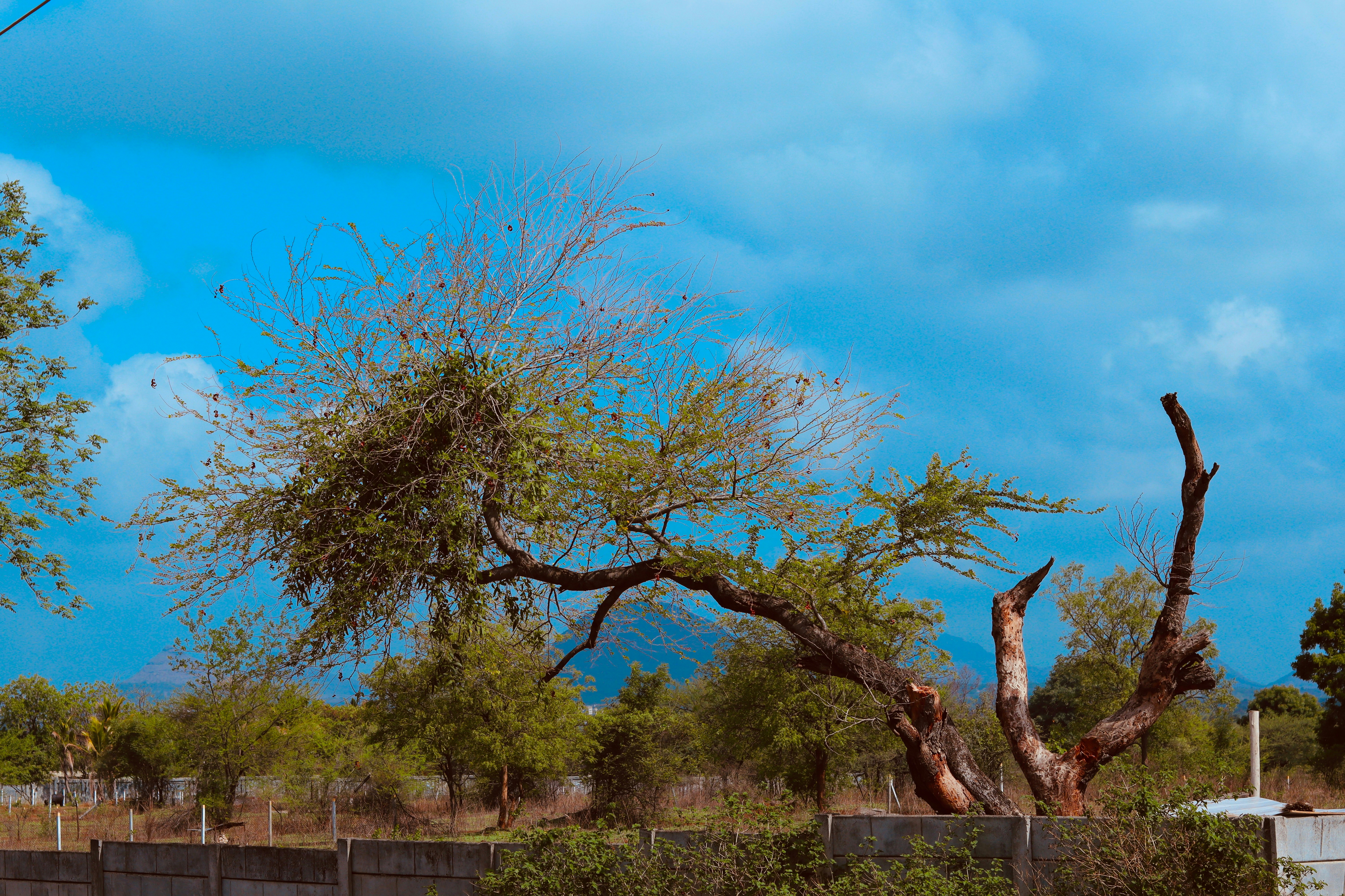 Landscape Trees Pictures | Download Free Images on Unsplash
