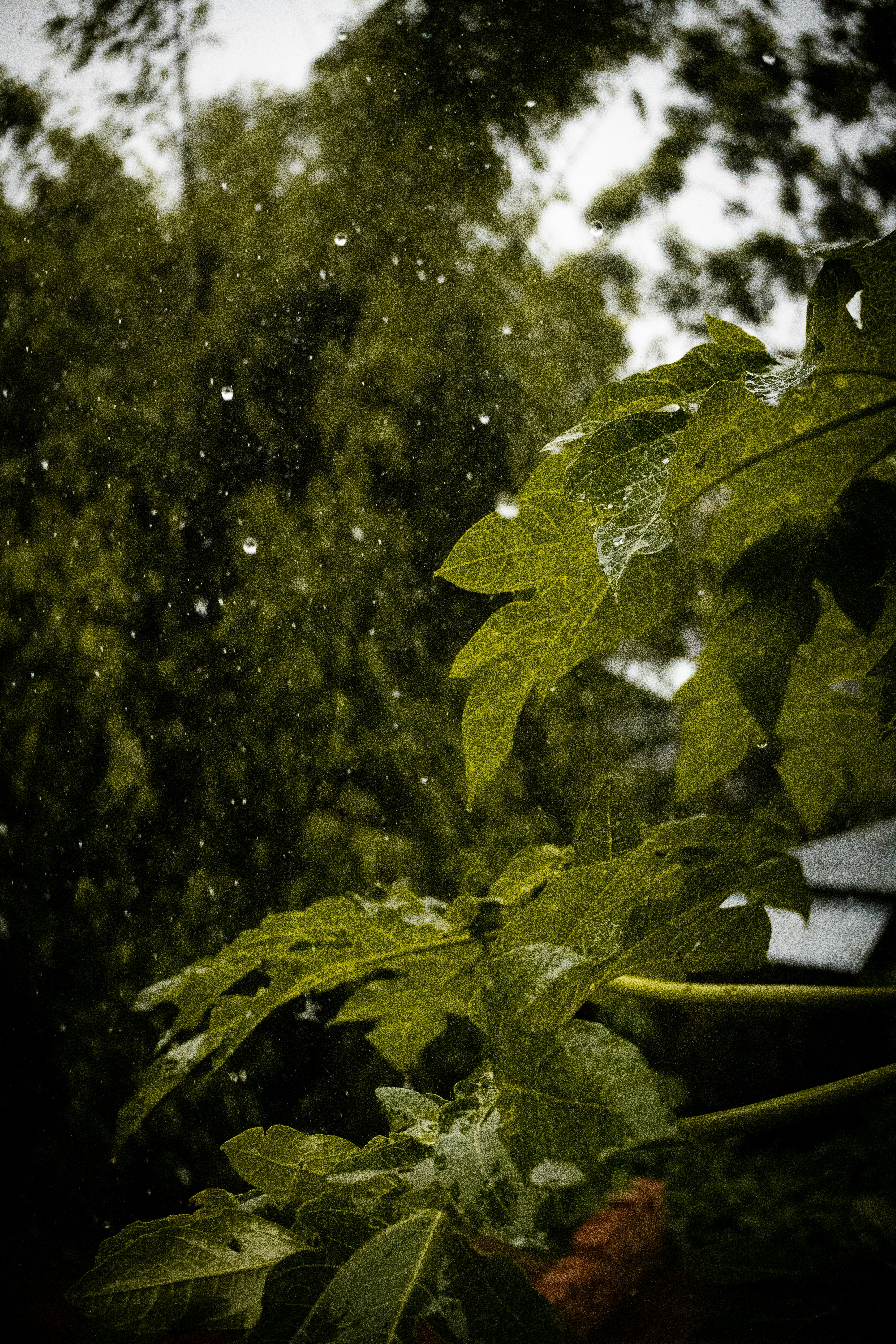 A green plant in a pot in the rain