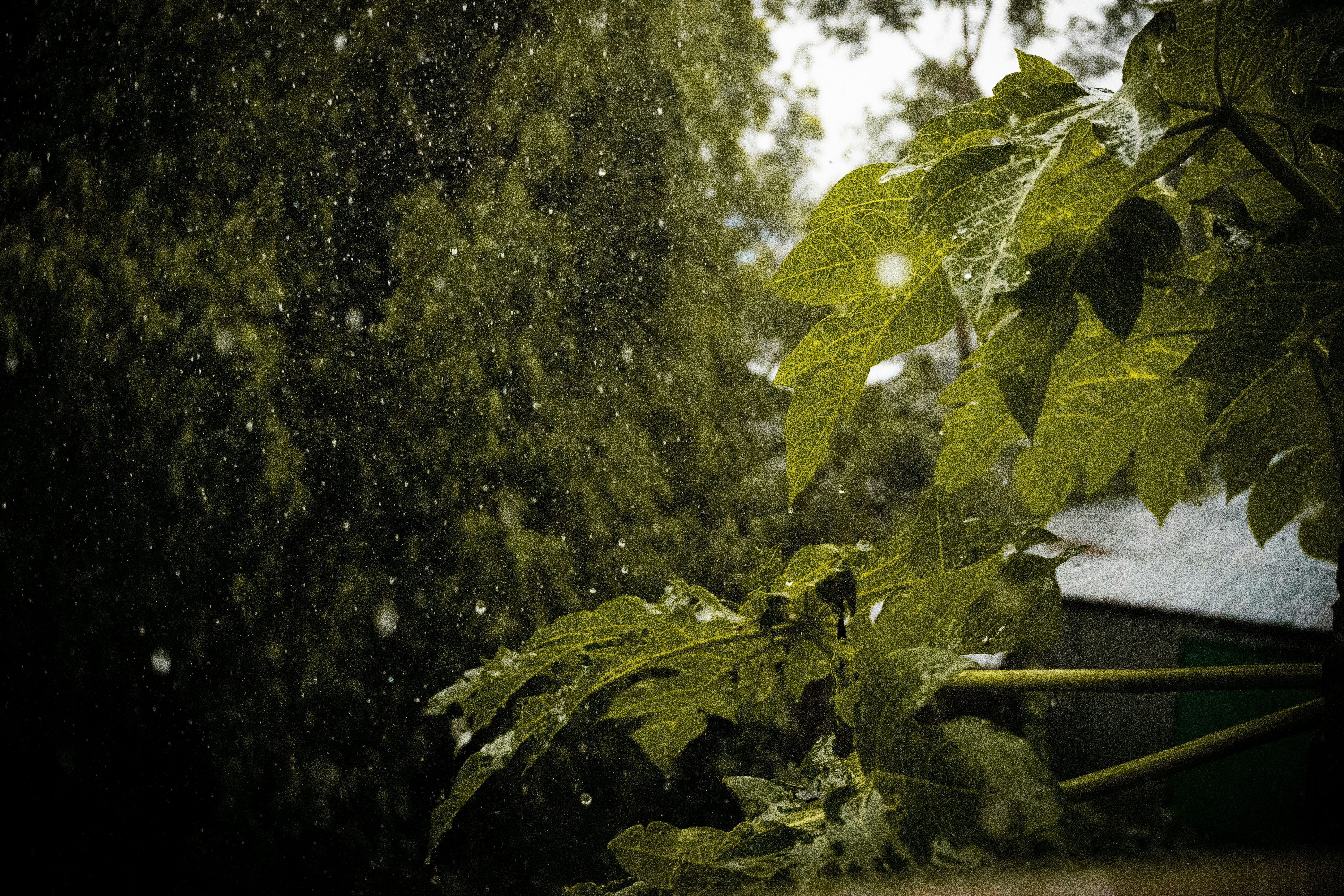 A view of a tree from a window in the rain