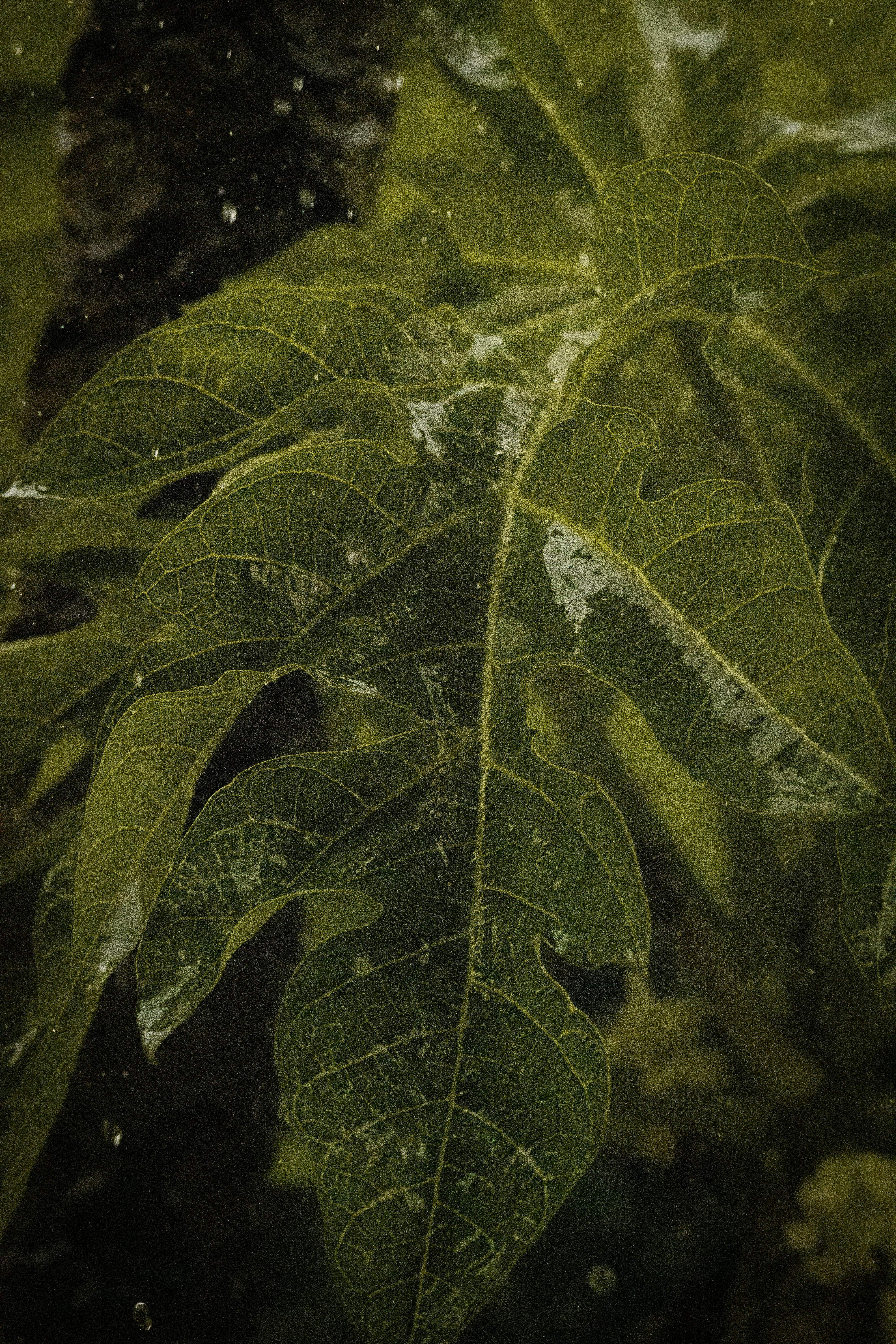 A close up of a plant with water droplets on it