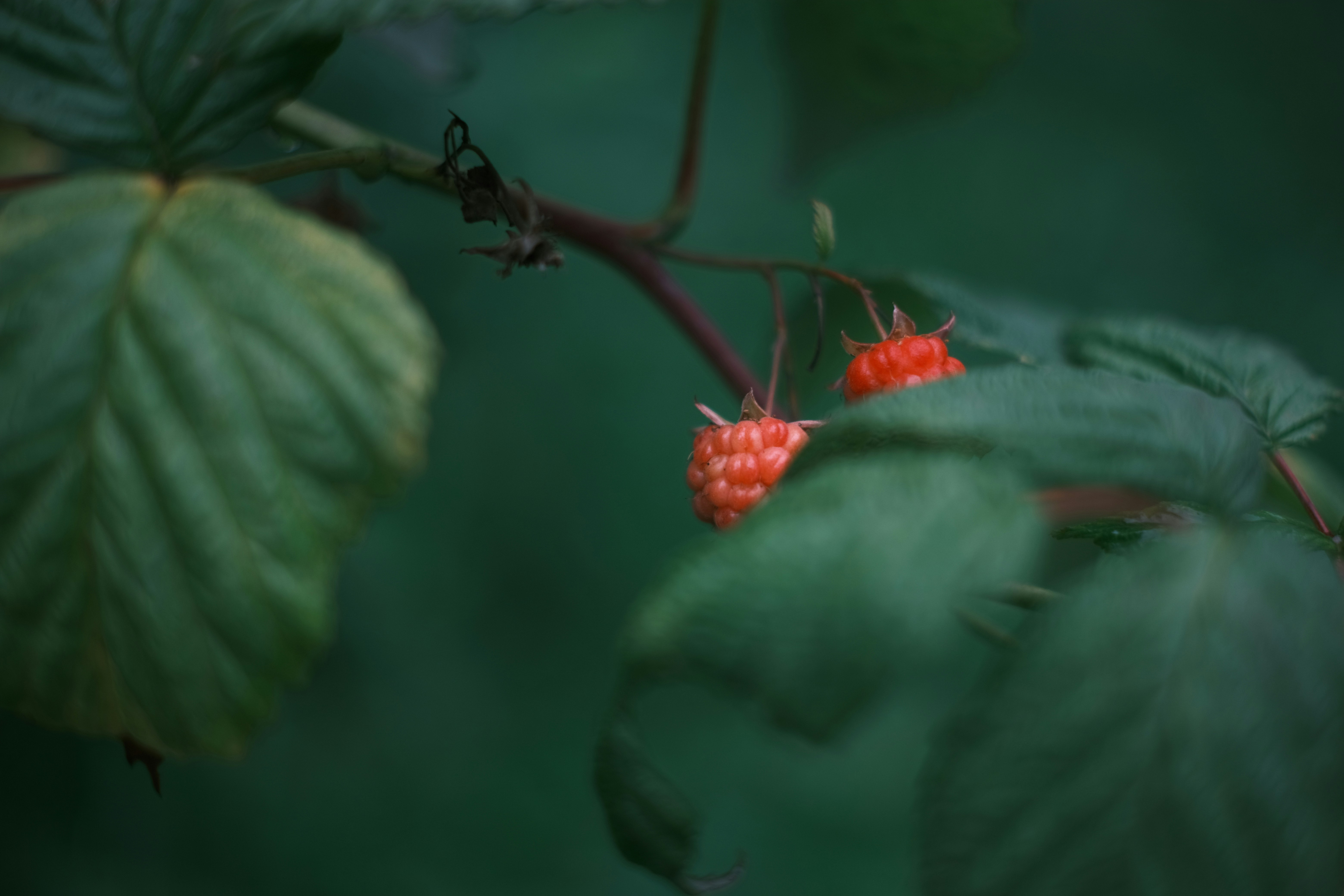 photo-1718779233786-ca940cd37aab?ixid=M3wxMjA3fDB8MXxzZWFyY2h8MTQ3fHxncmFwZSUyMHJhc3BiZXJyeXxlbnwwfHx8fDE3NDAxNTUxNTF8MA%5Cu0026ixlib=rb-4.0.3