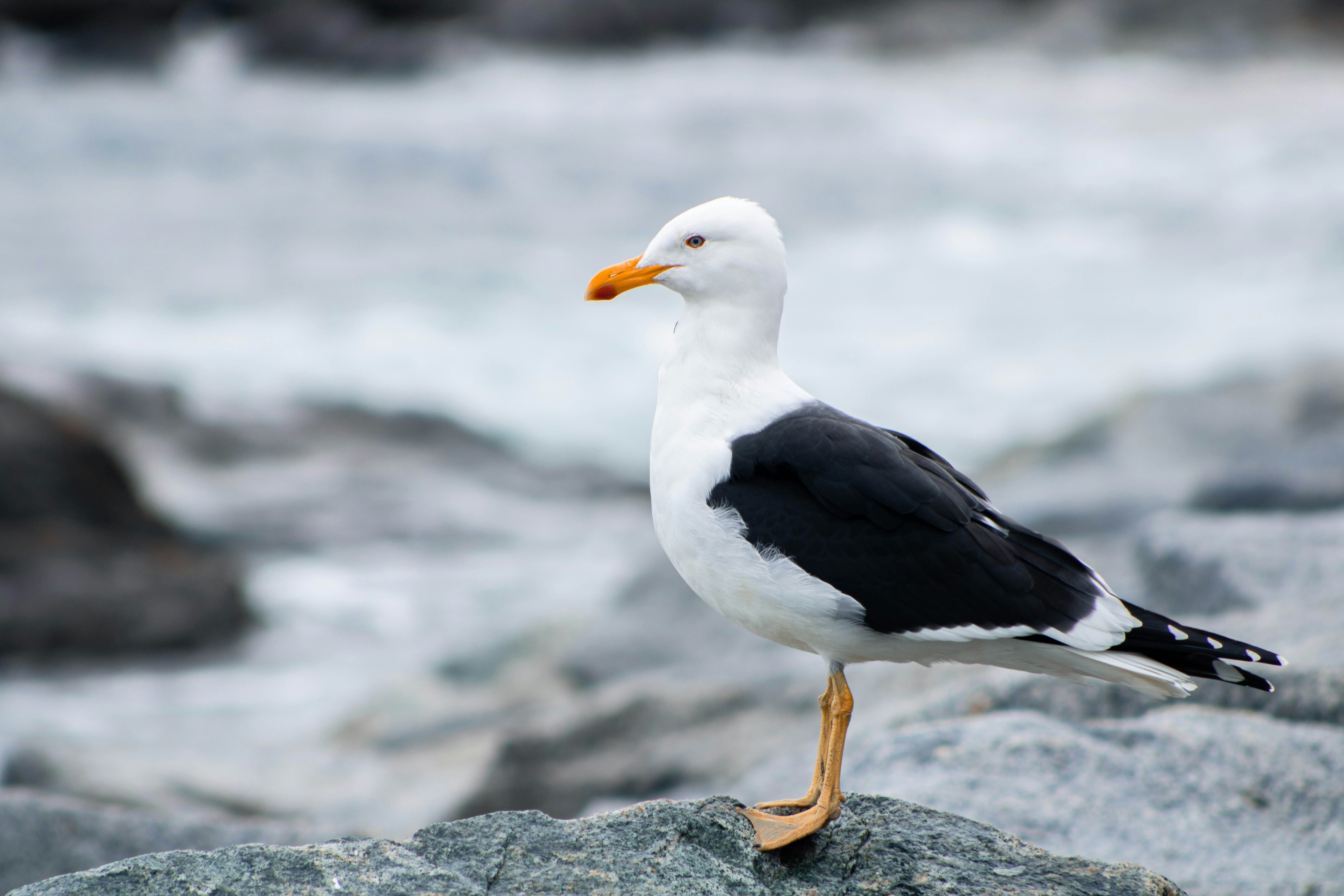 A seagull standing on a rock in the water