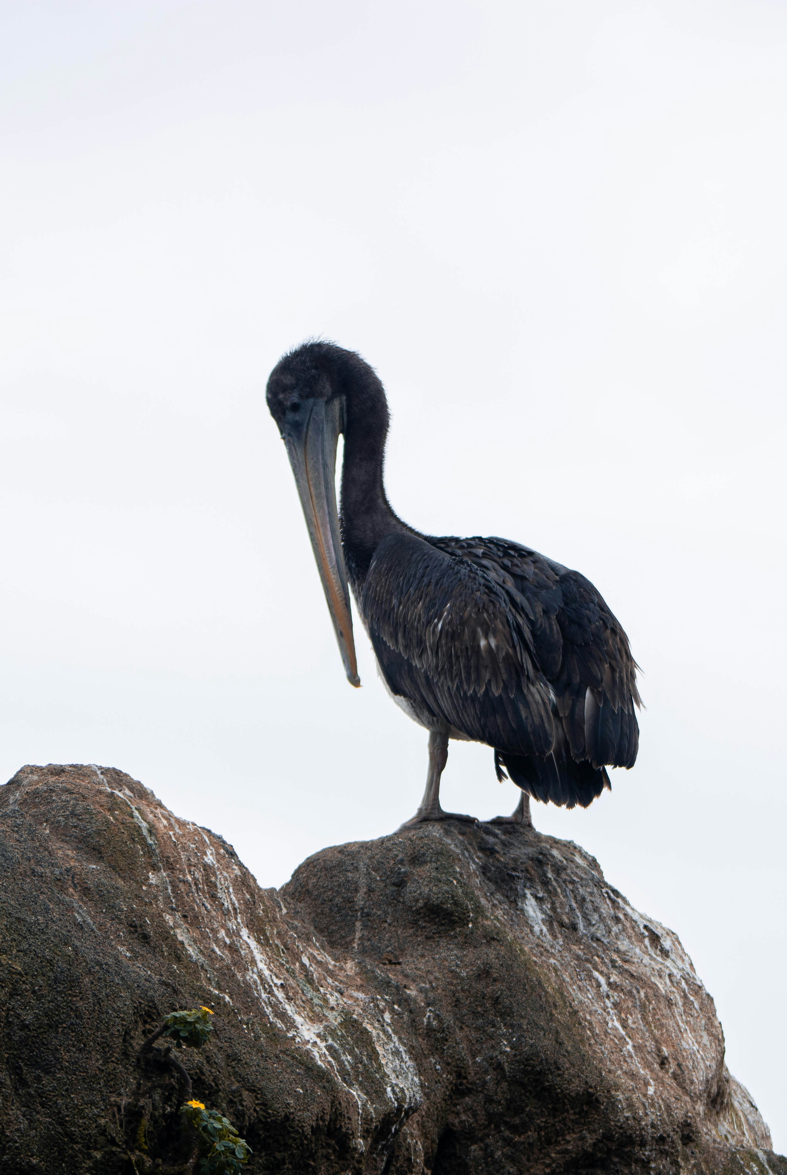 A large bird standing on top of a rock