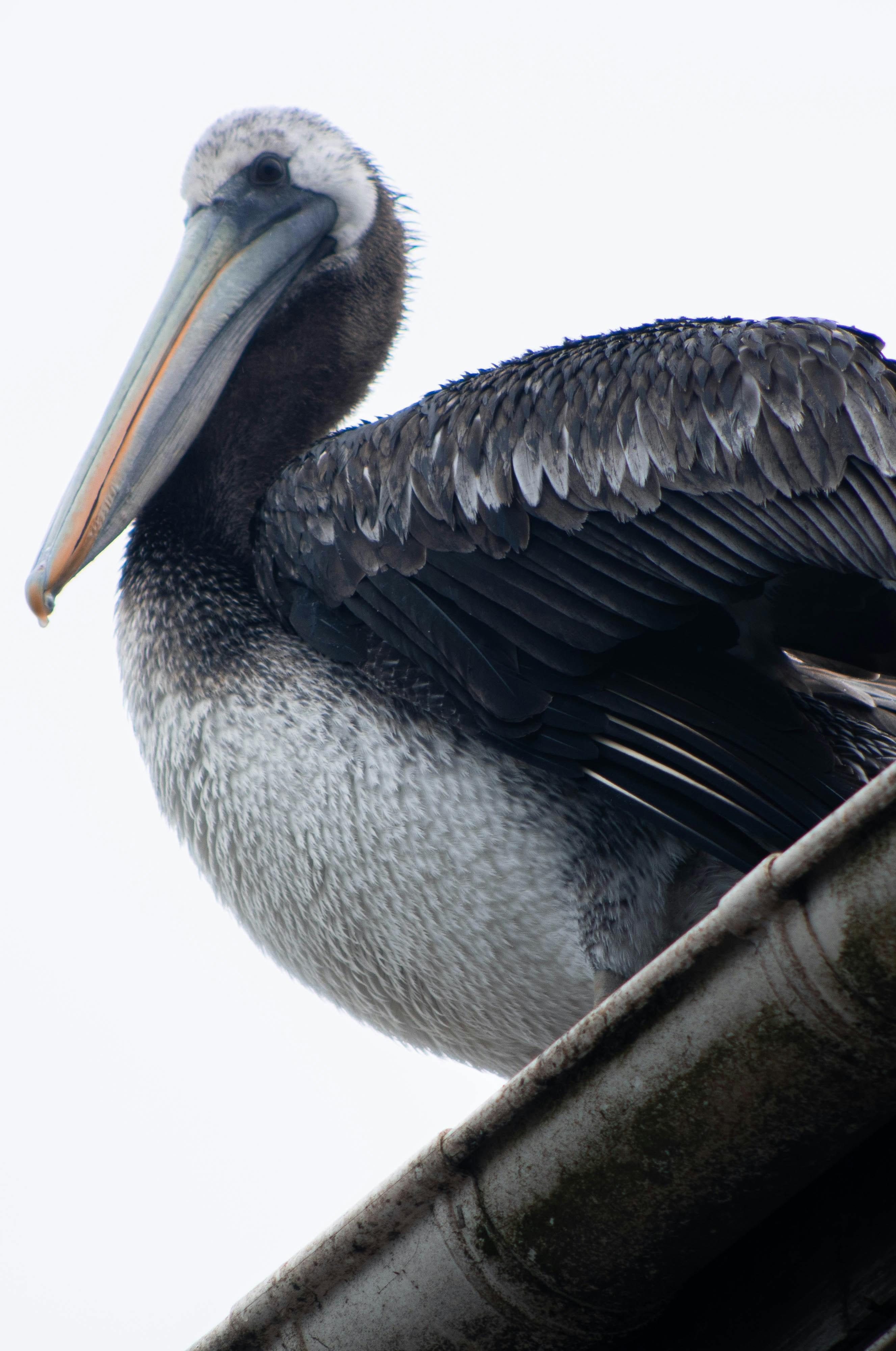 A pelican sitting on top of a roof