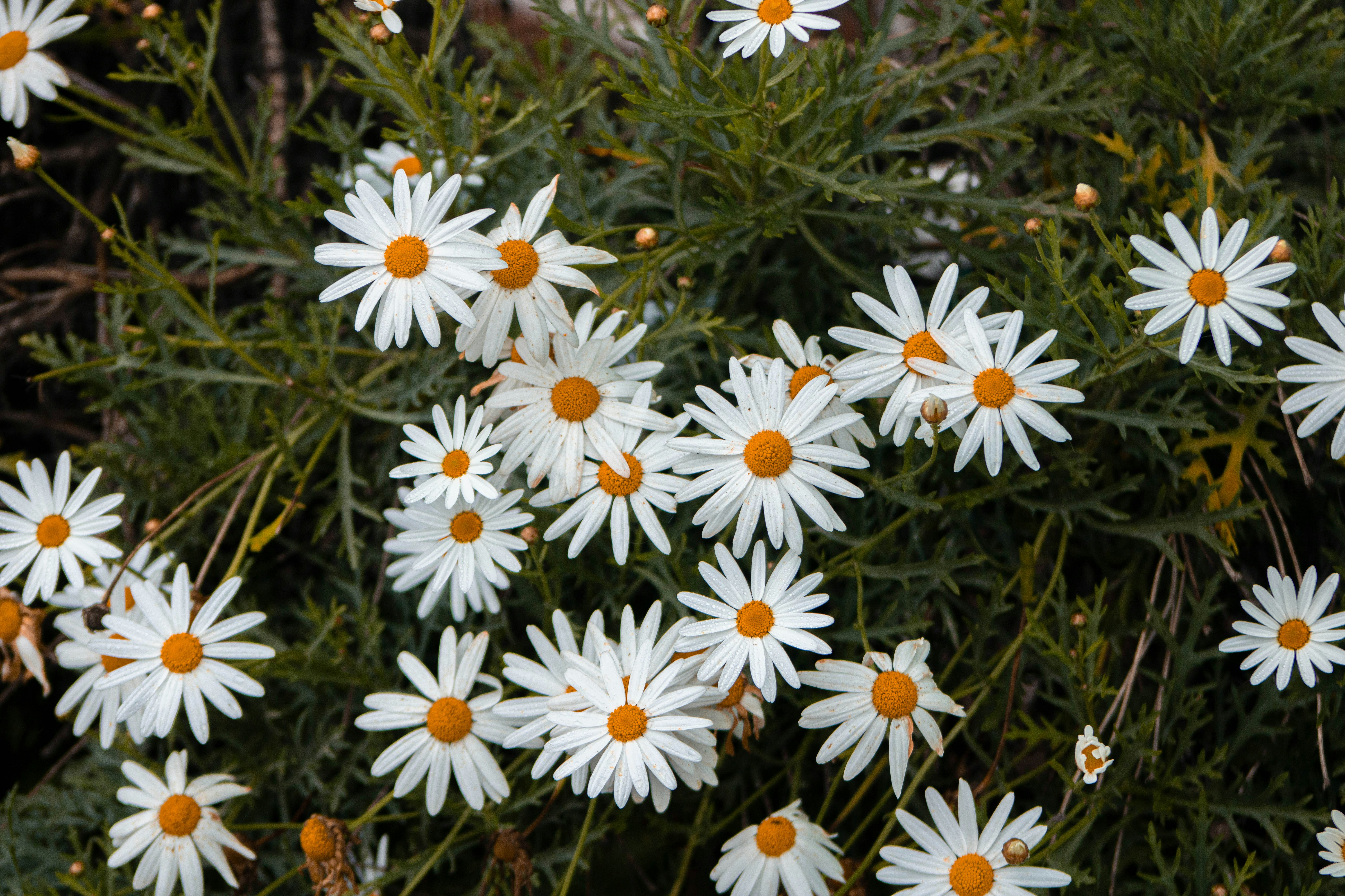 A bunch of white flowers with orange centers