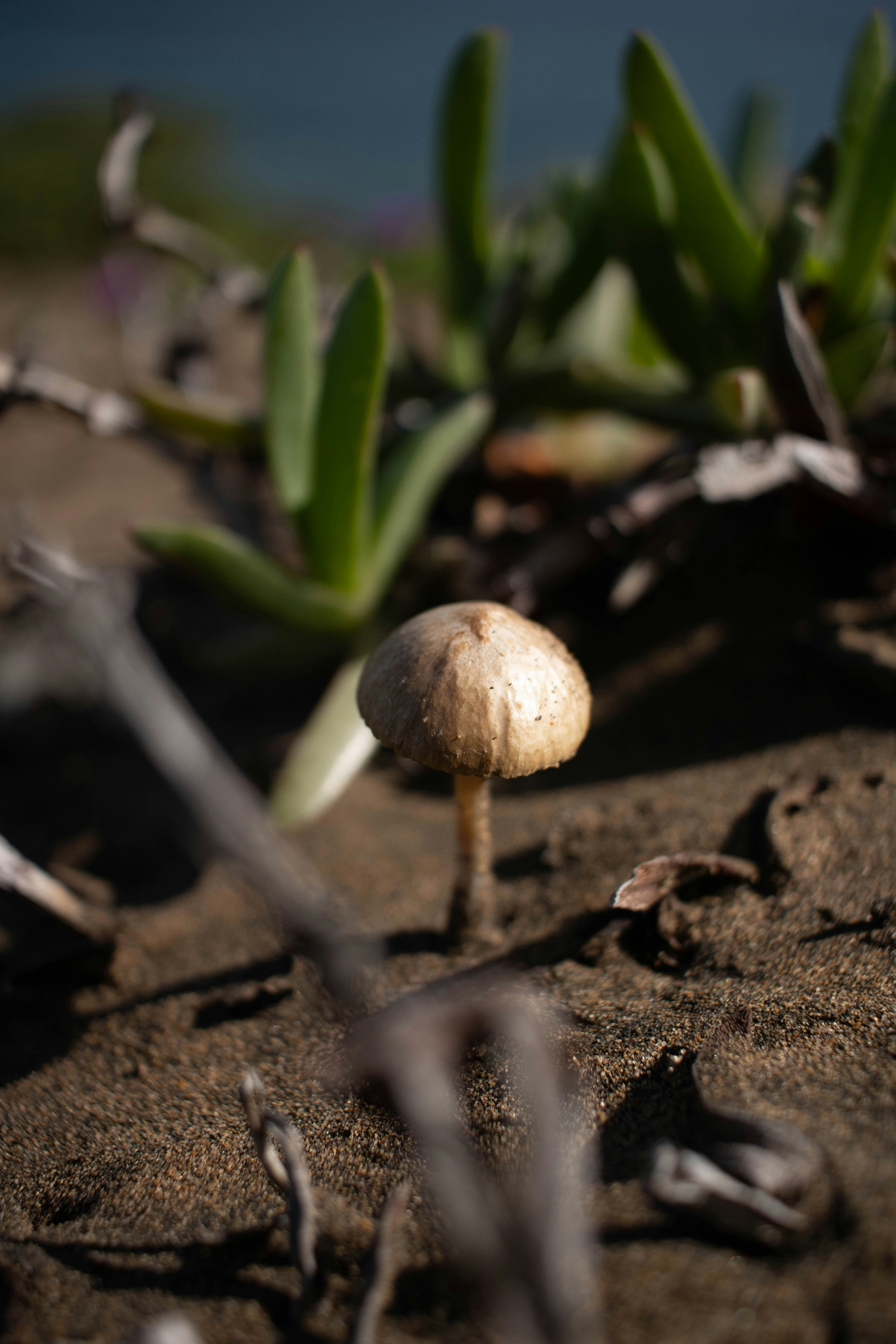 A close up of a small mushroom on the ground
