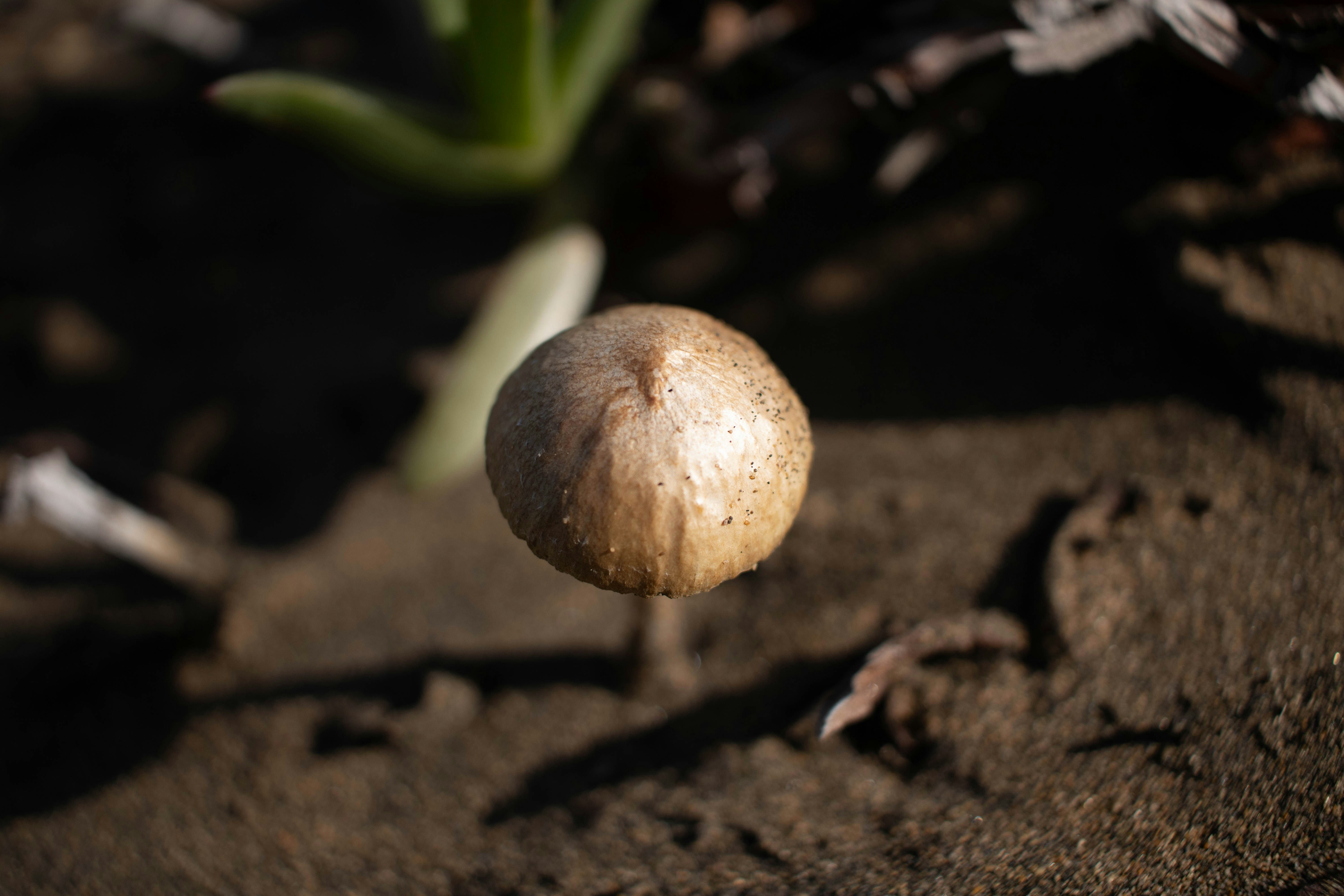 A close up of a mushroom on the ground