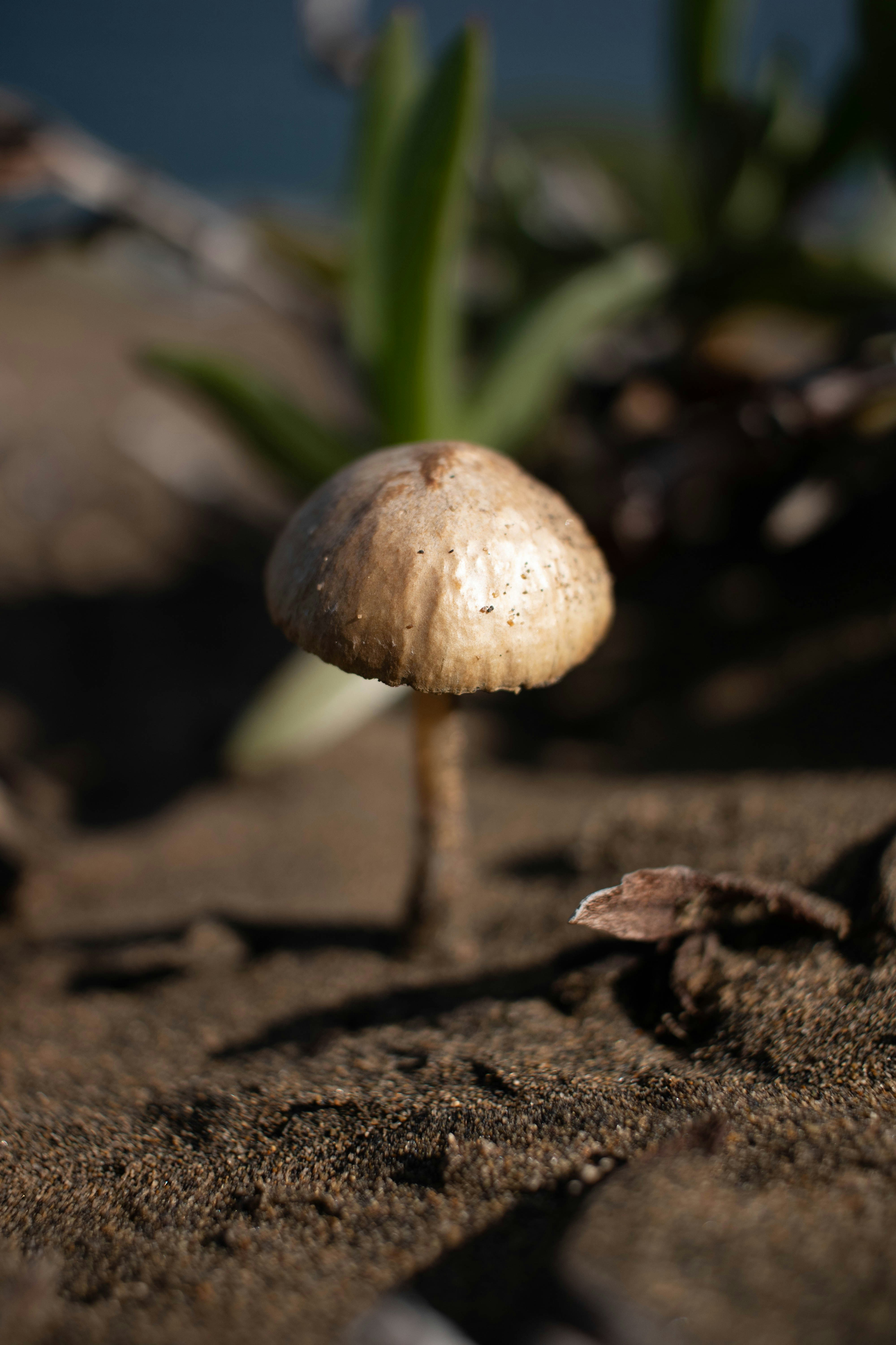 A close up of a small mushroom on the ground