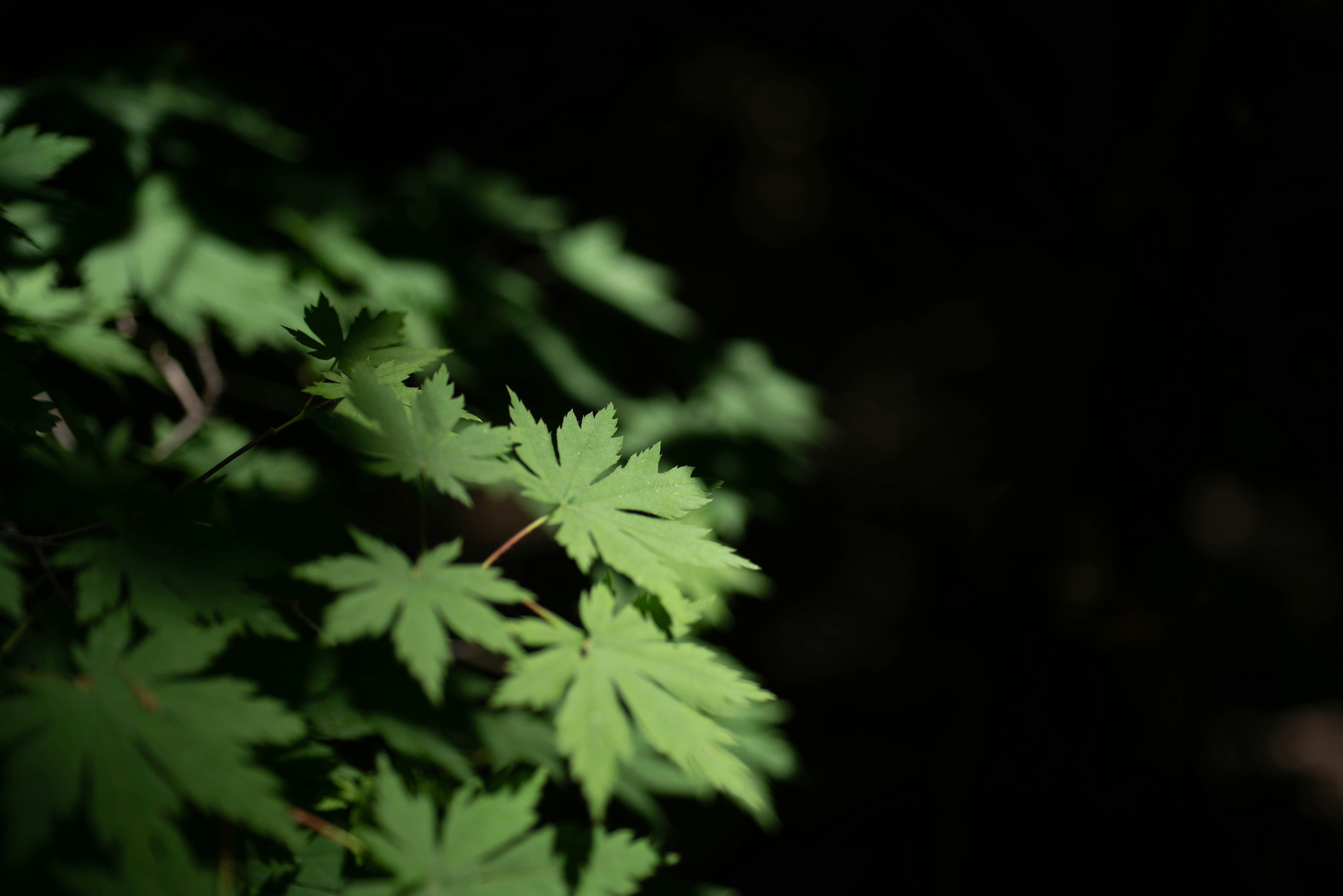 A blurry photo of a green leafy plant