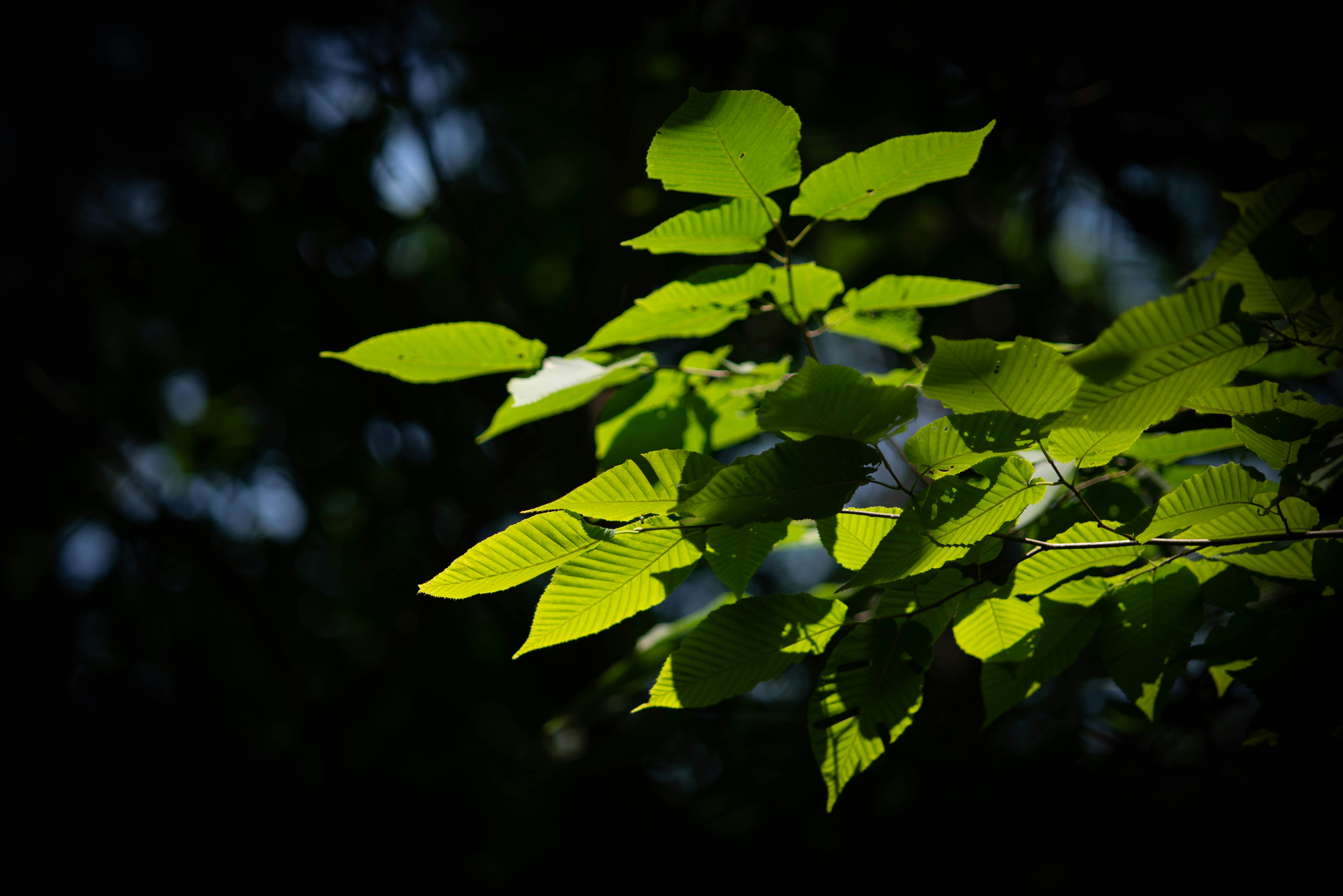 Photo by rays_pickpic