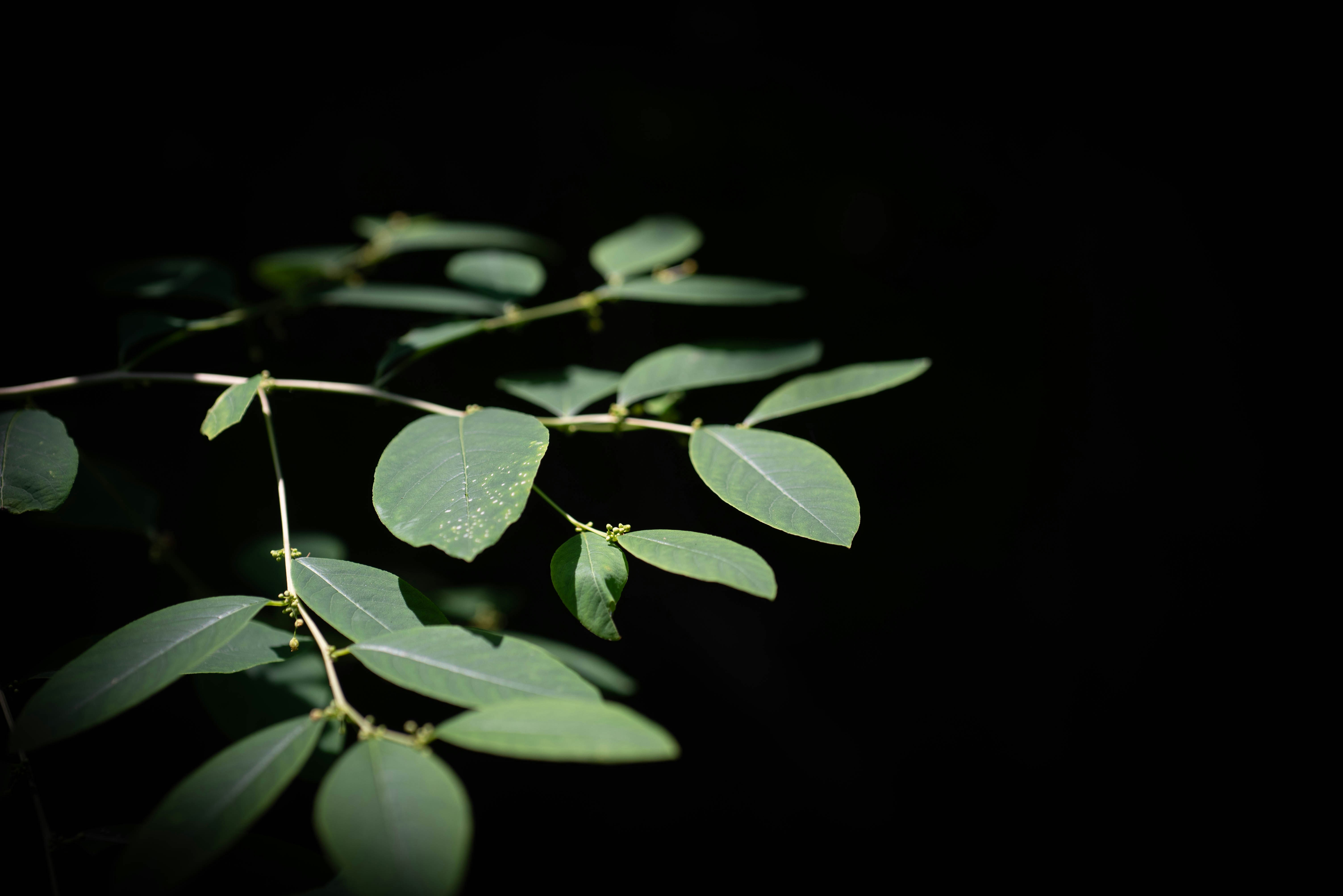 Photo by rays_pickpic