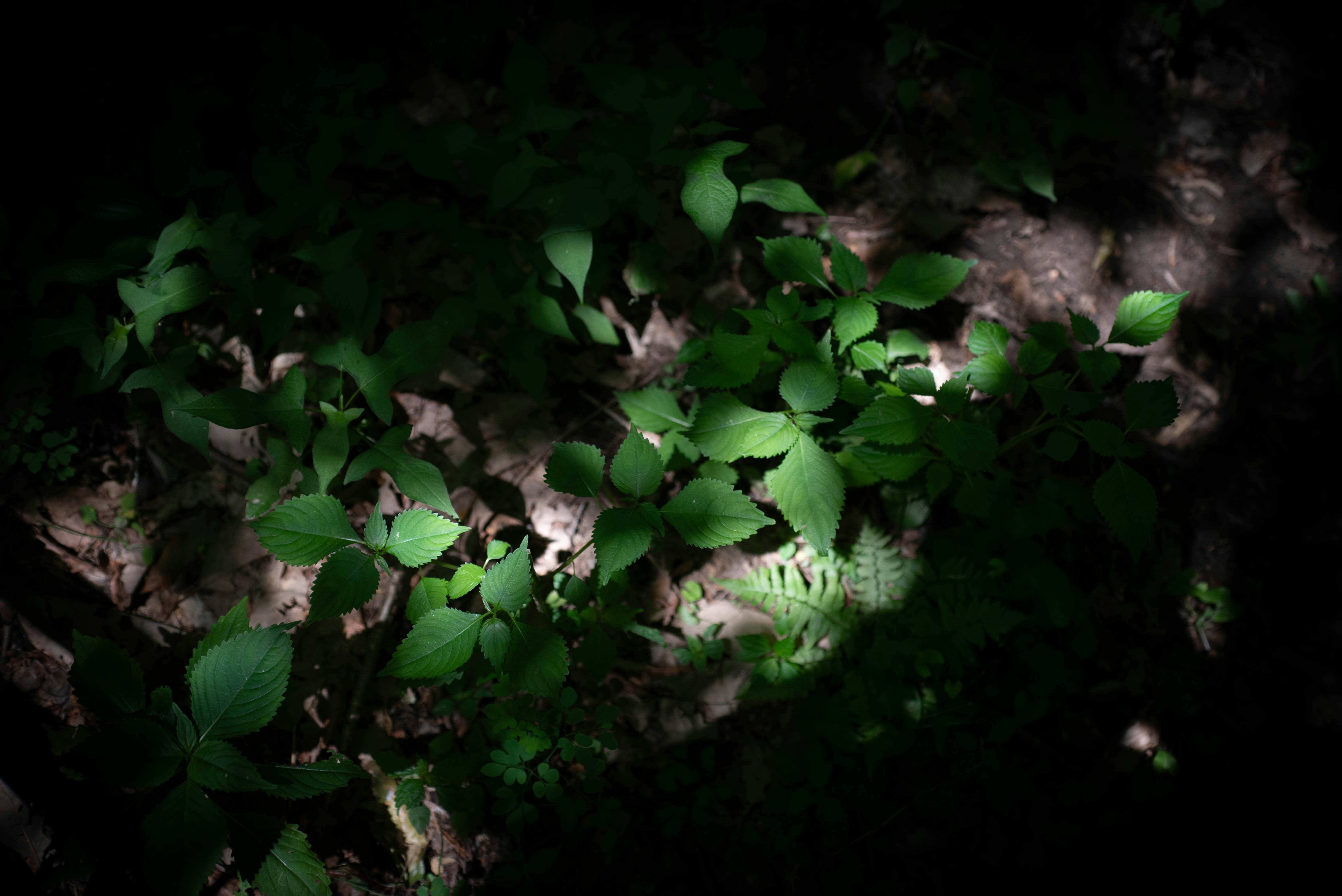 Photo by rays_pickpic