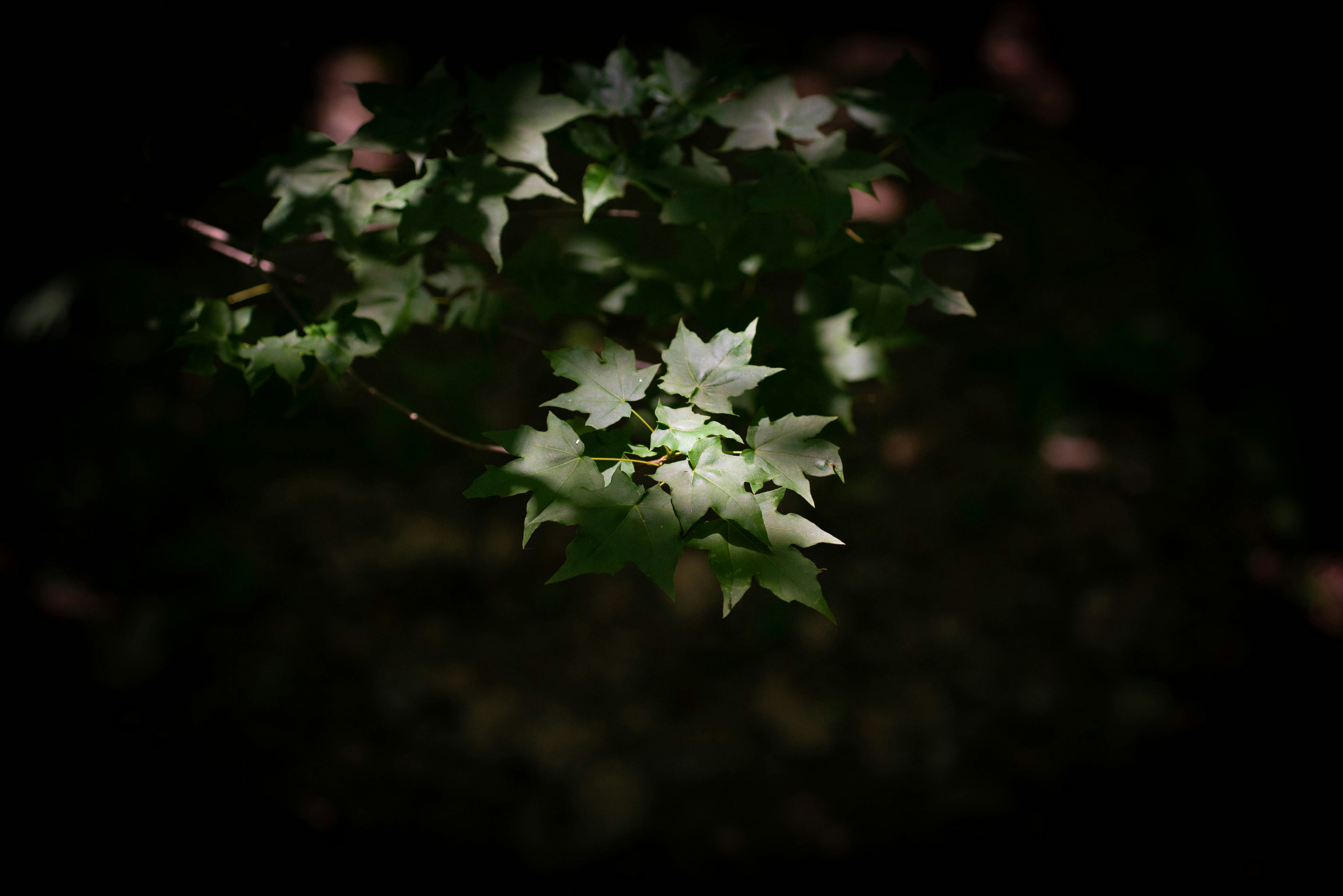 Photo by rays_pickpic