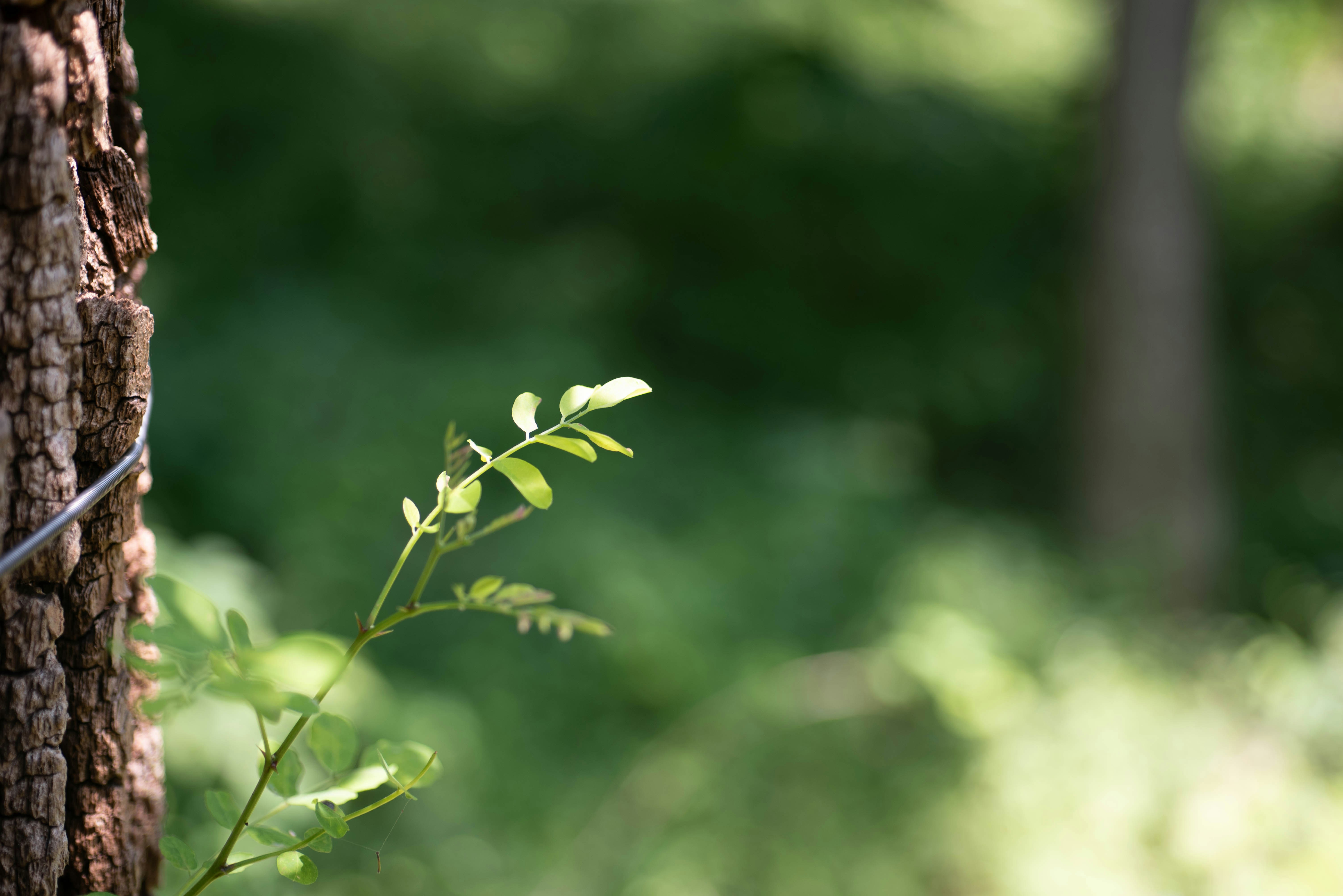 Photo by rays_pickpic