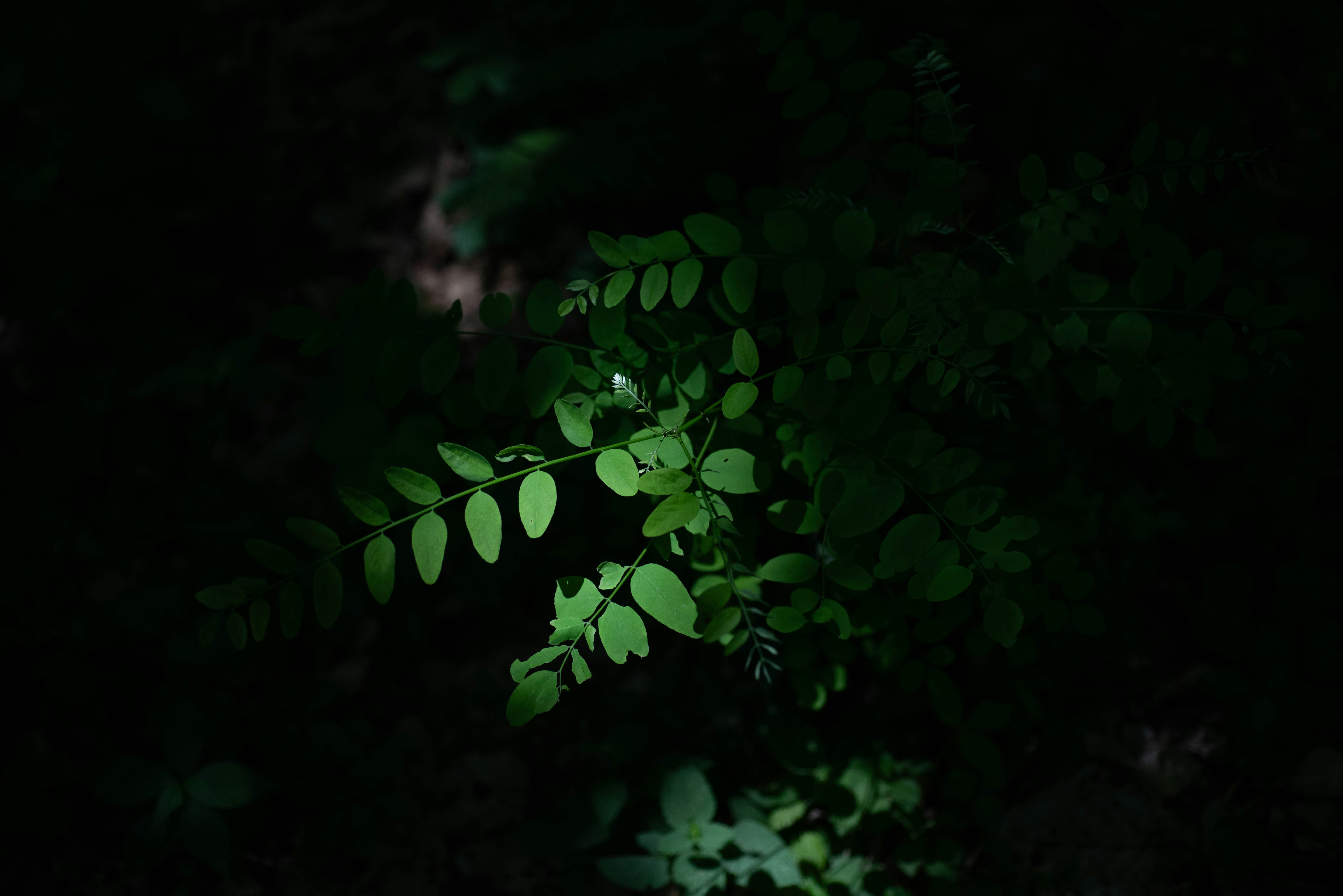 Photo by rays_pickpic