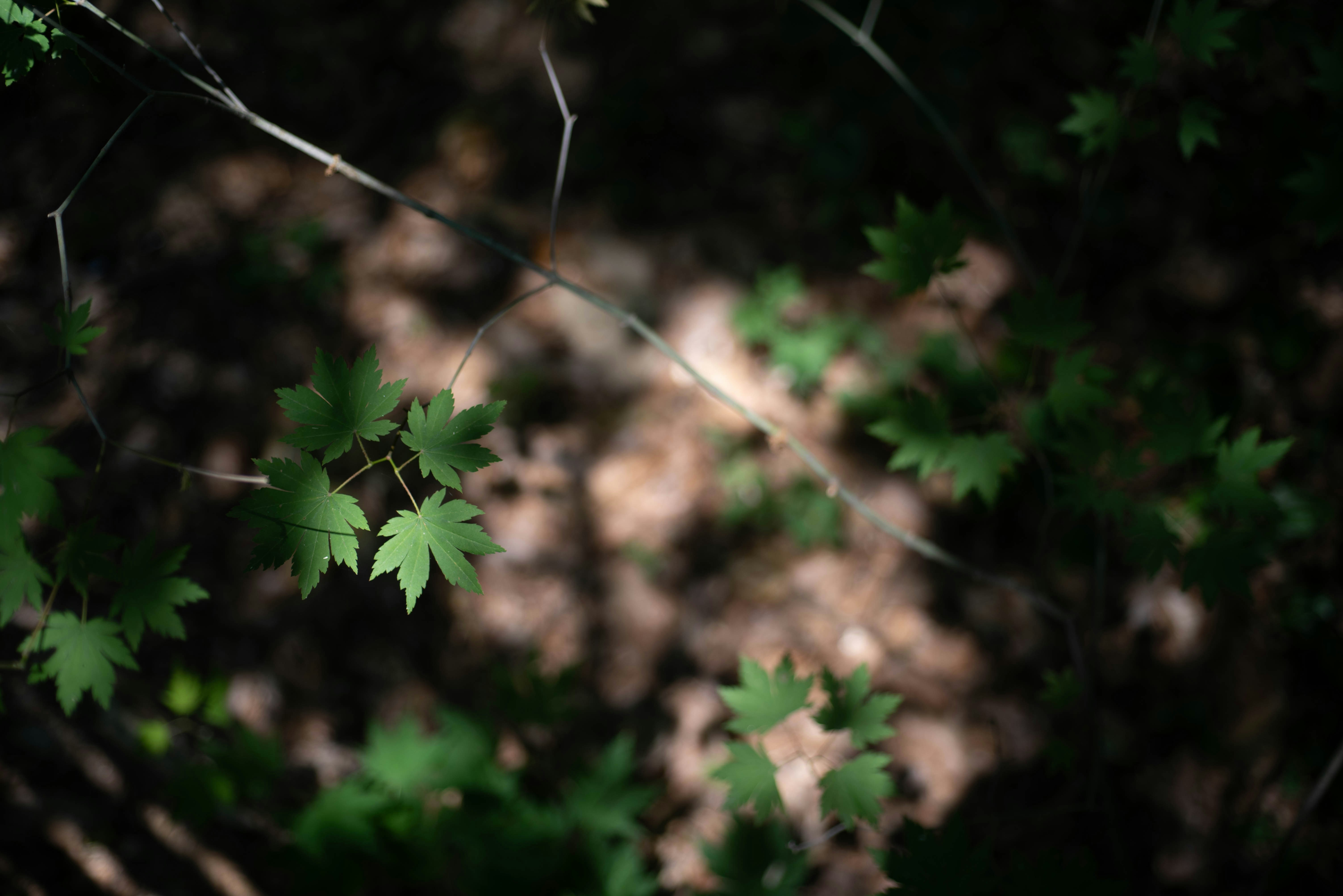 Photo by rays_pickpic