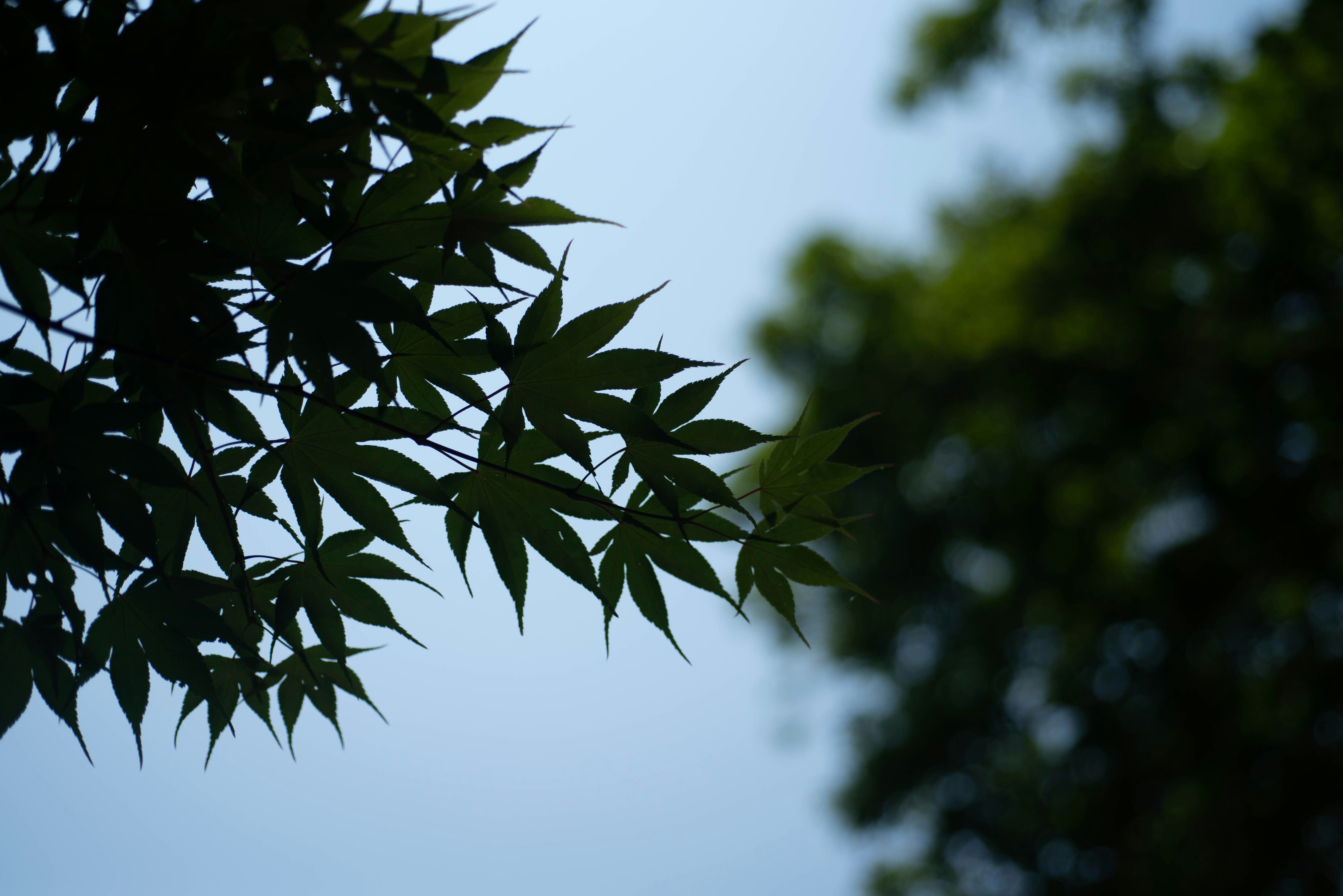 Photo by rays_pickpic