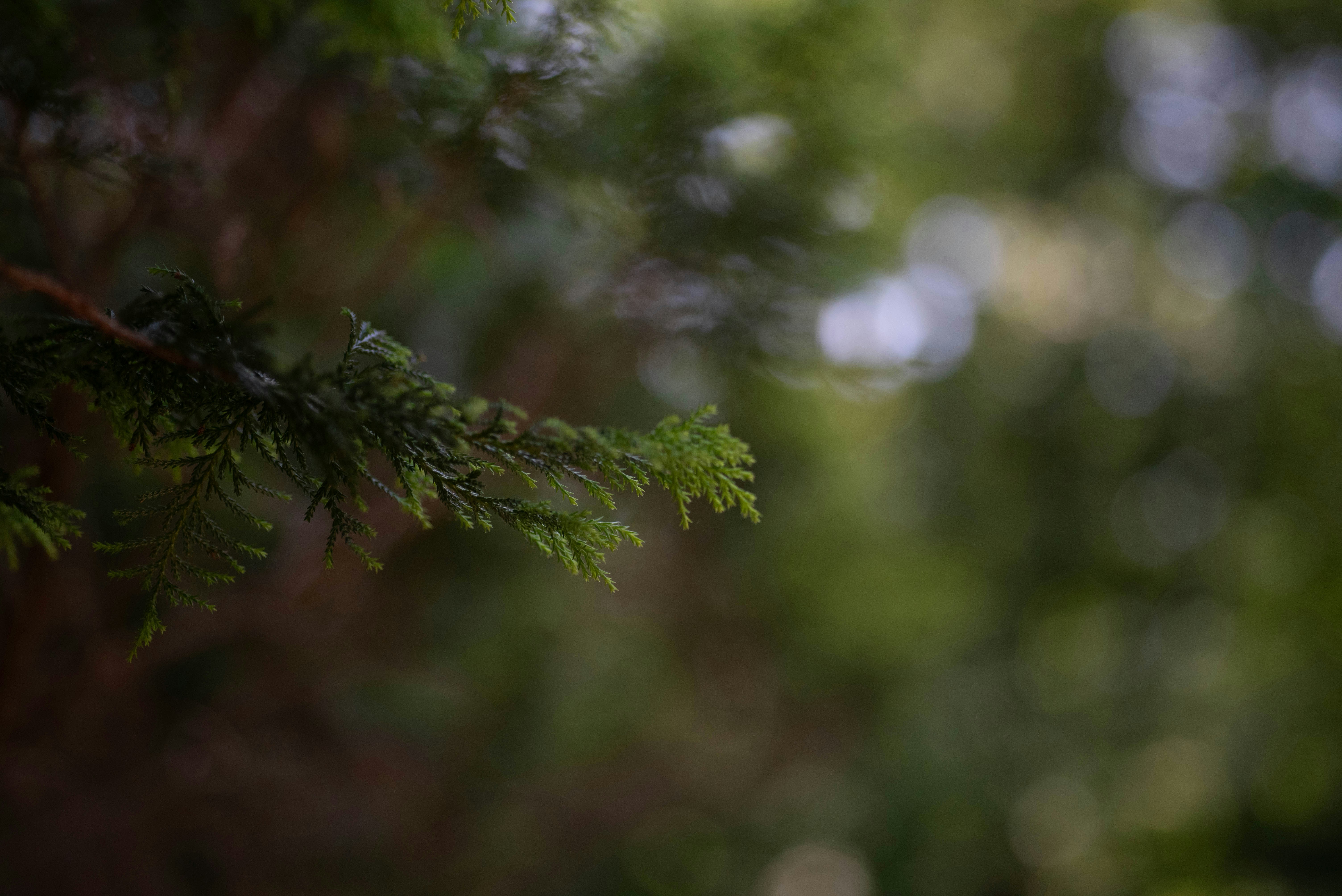 Photo by rays_pickpic