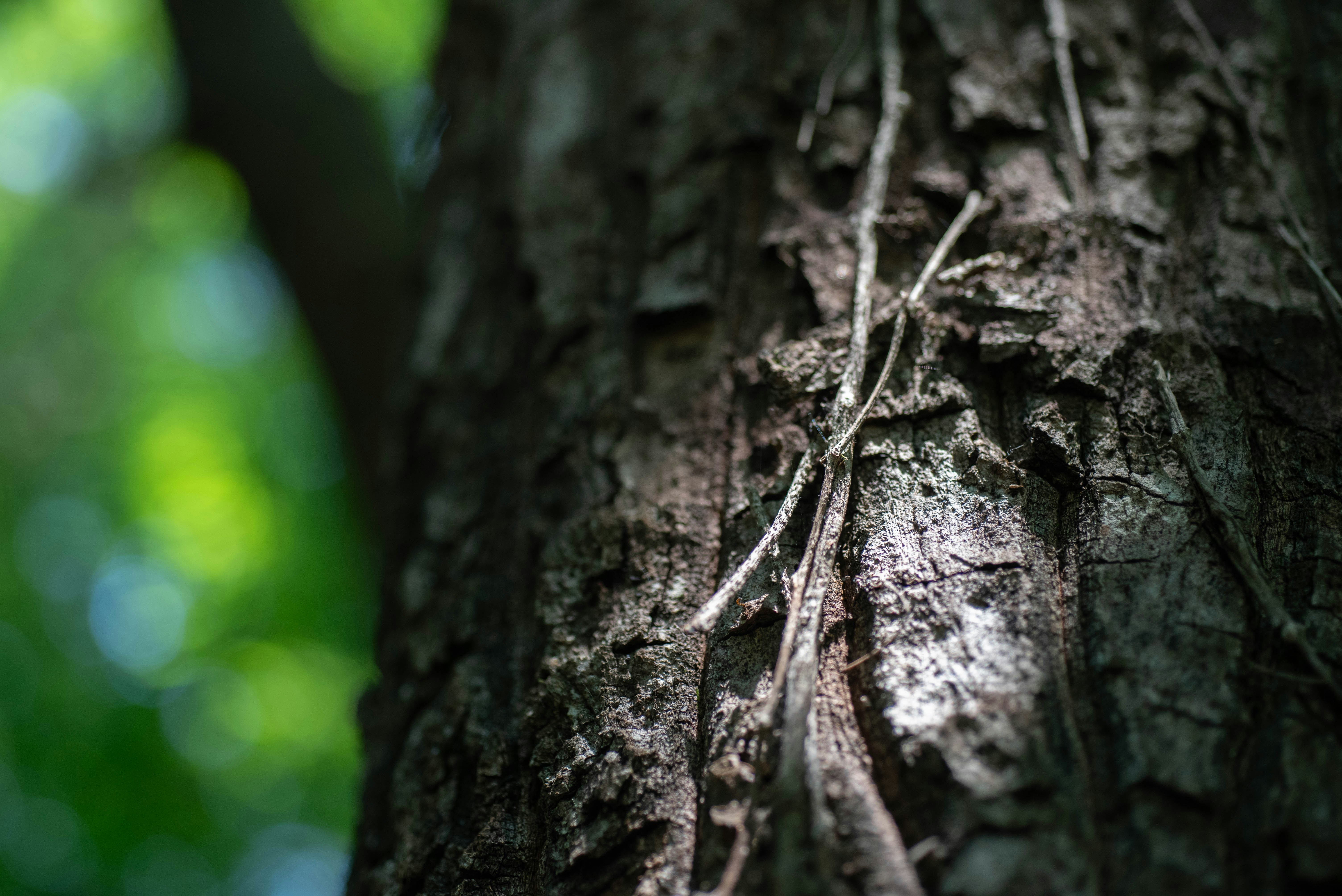 Photo by rays_pickpic