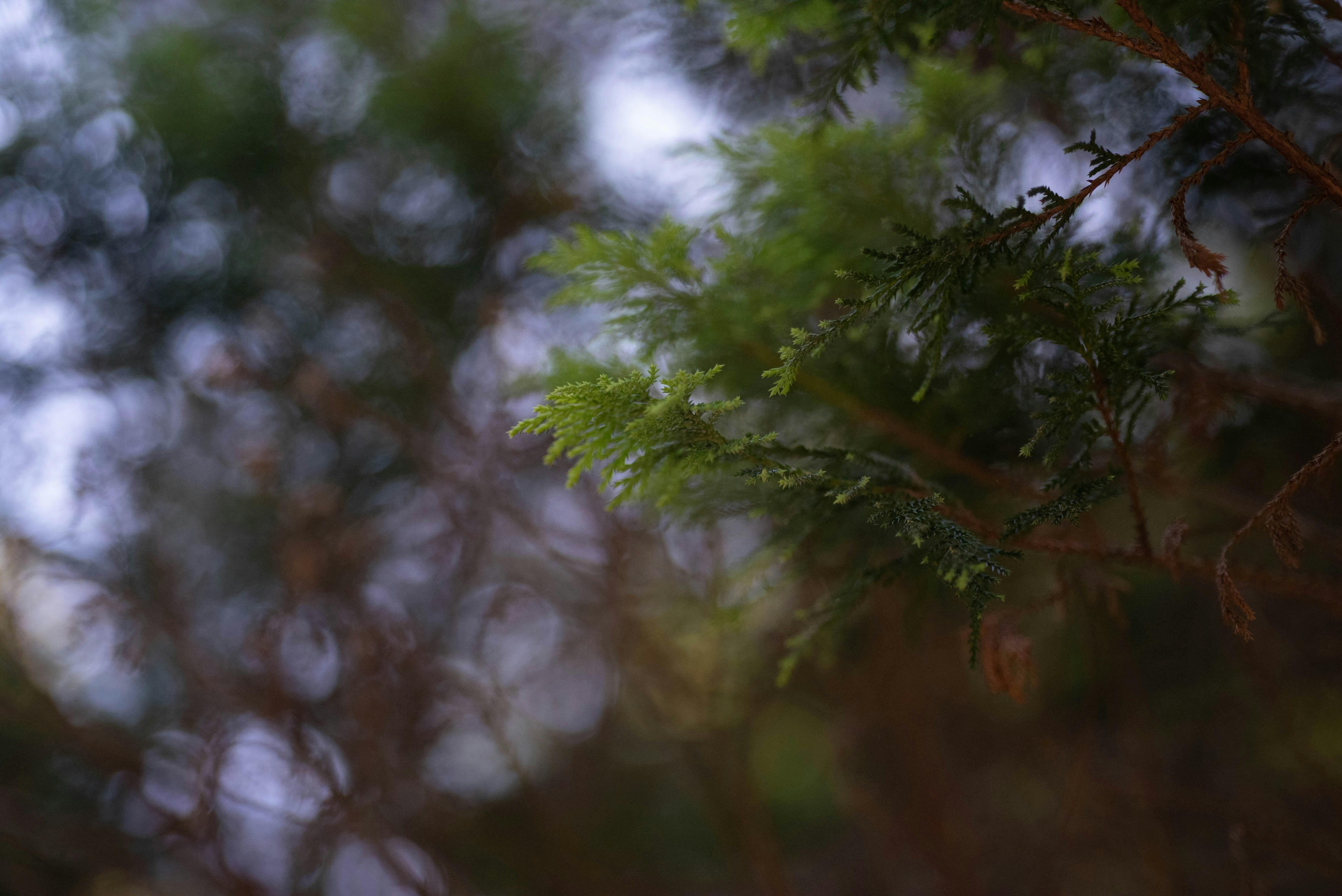 Photo by rays_pickpic