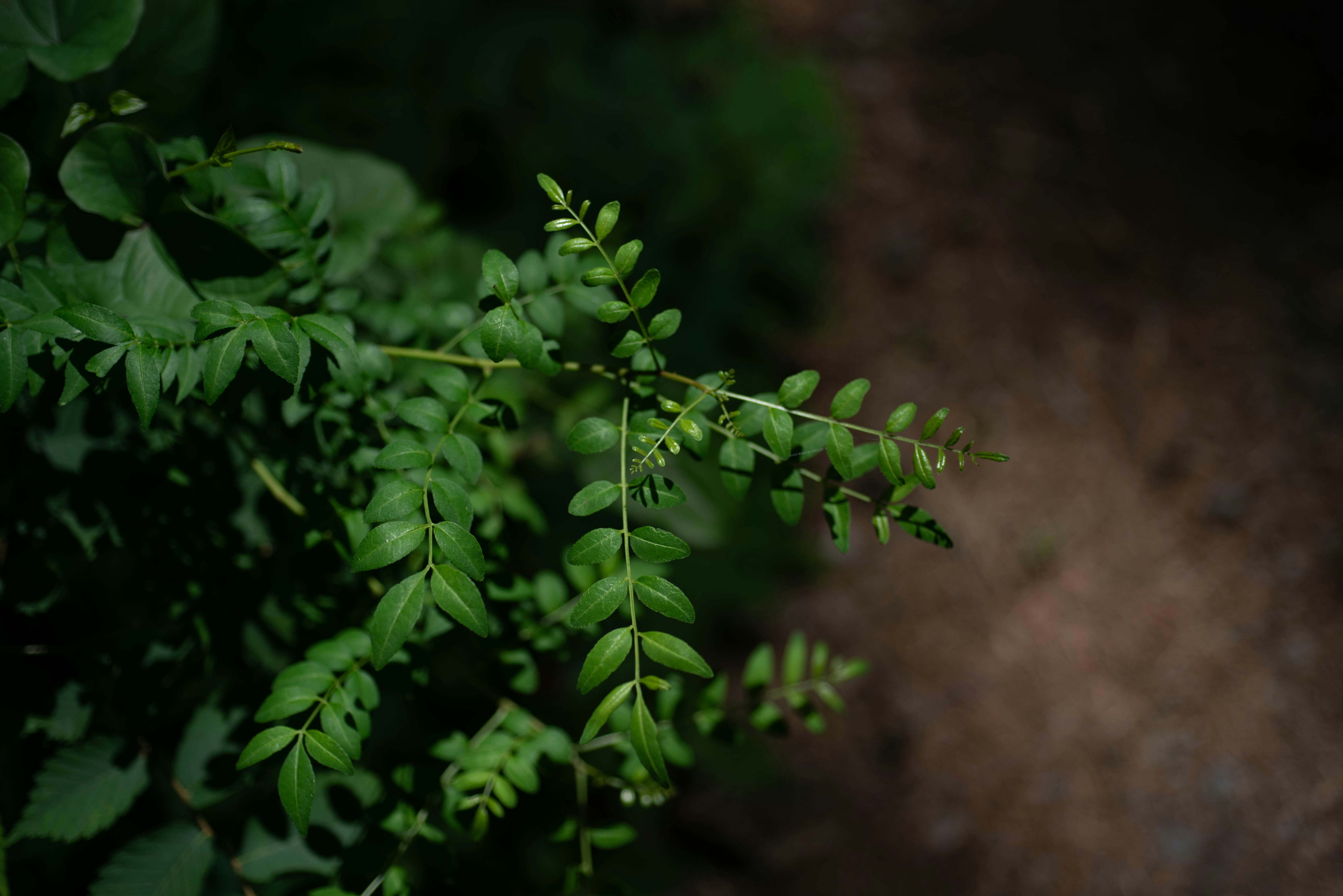 Photo by rays_pickpic