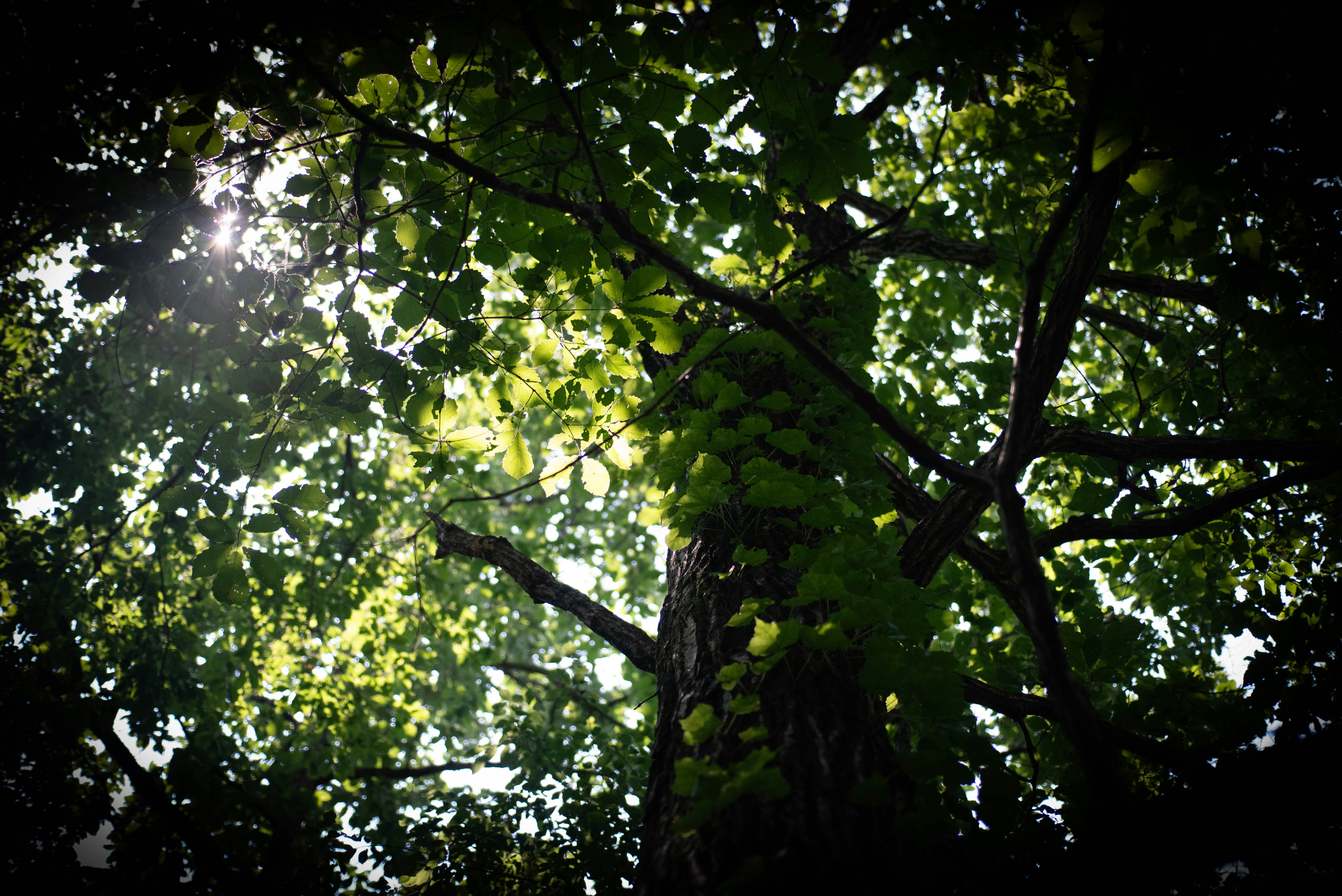 Photo by rays_pickpic