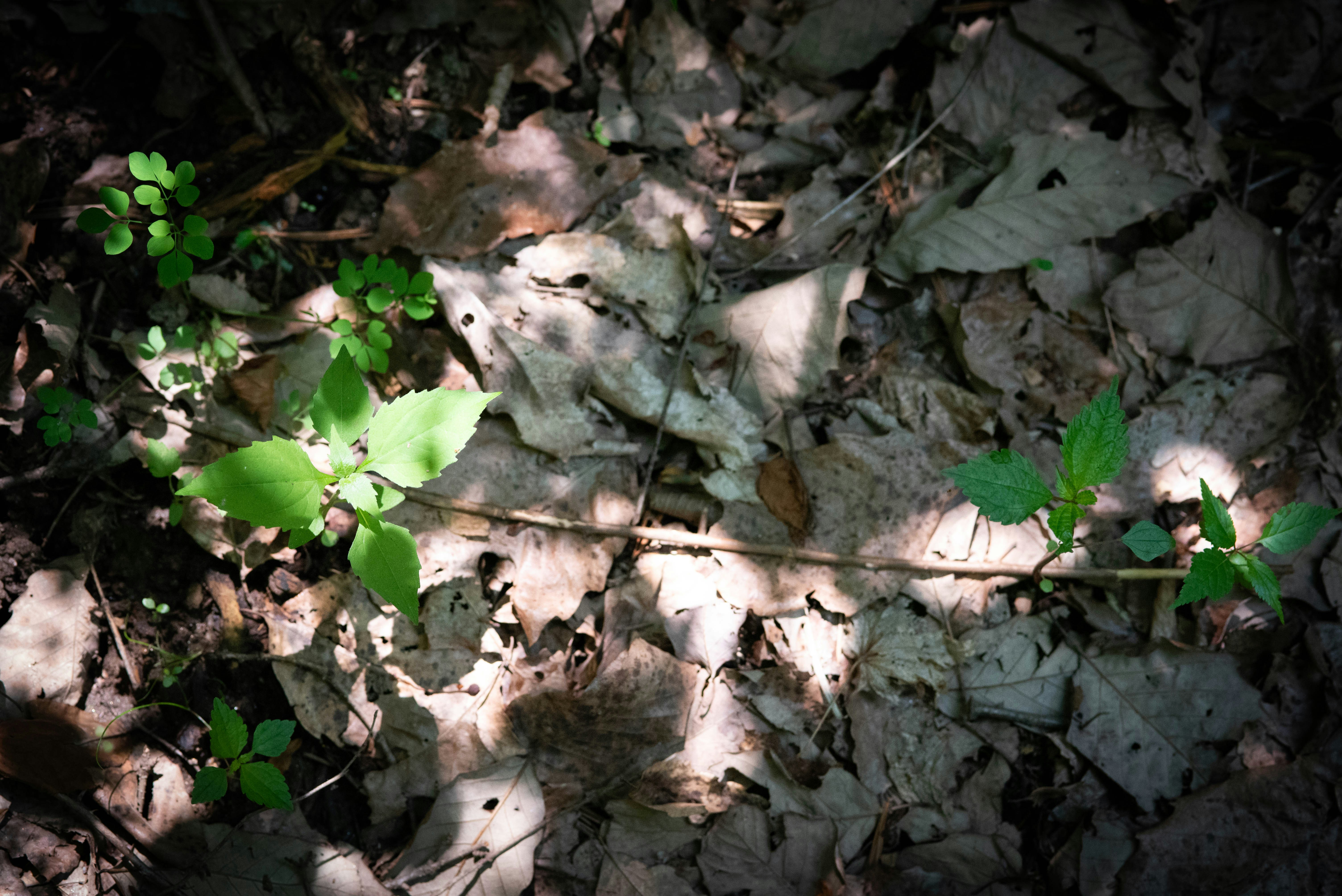 Photo by rays_pickpic