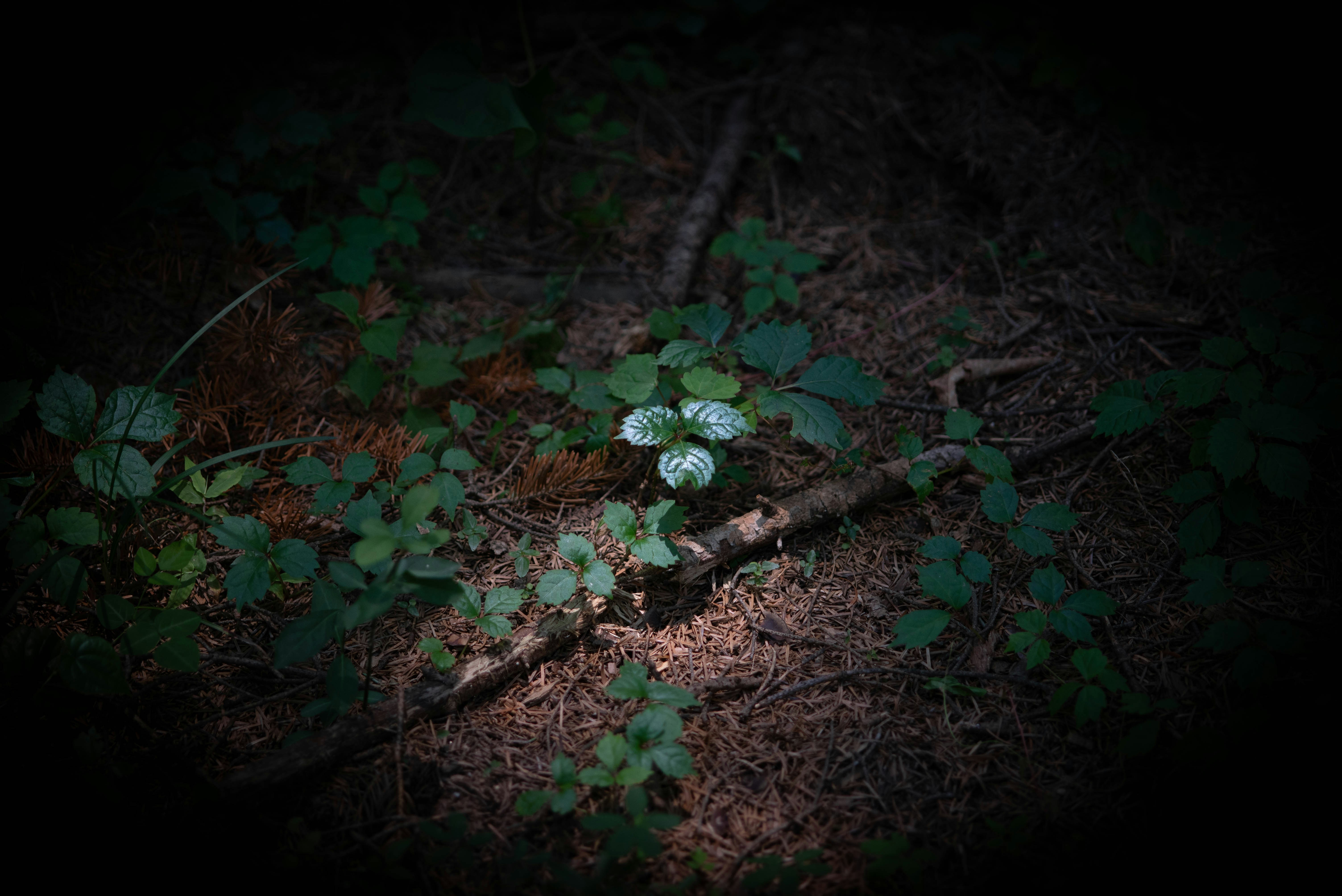 Photo by rays_pickpic