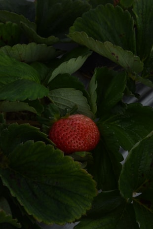 A close up of a plant with a strawberry on it
