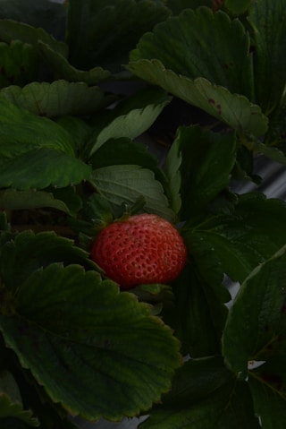 A close up of a plant with a strawberry on it