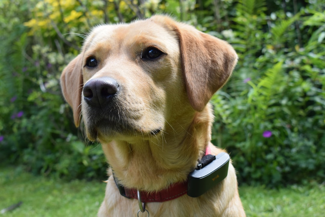 飼い主に寄り添う愛犬