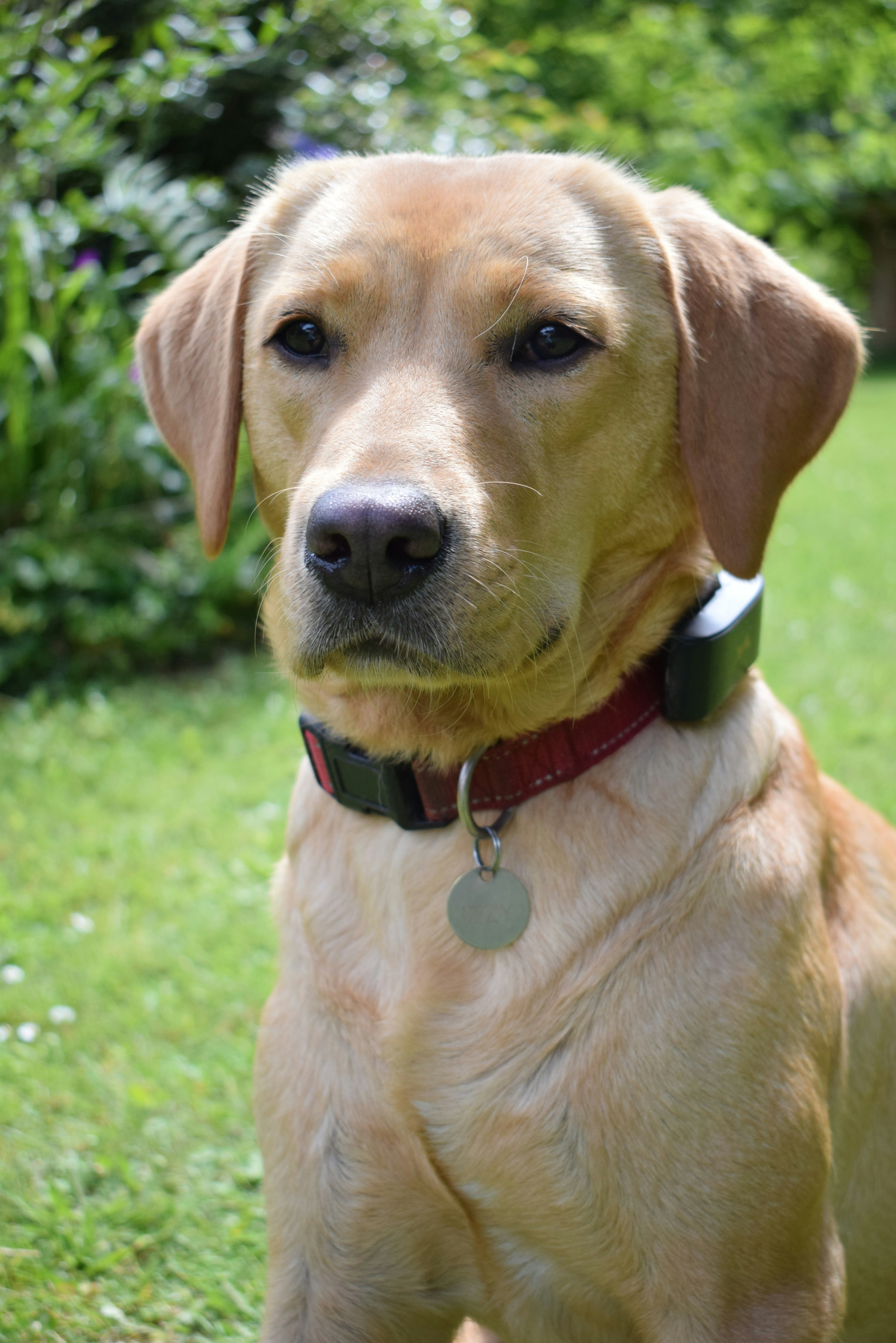 A brown dog sitting on top of a lush green field