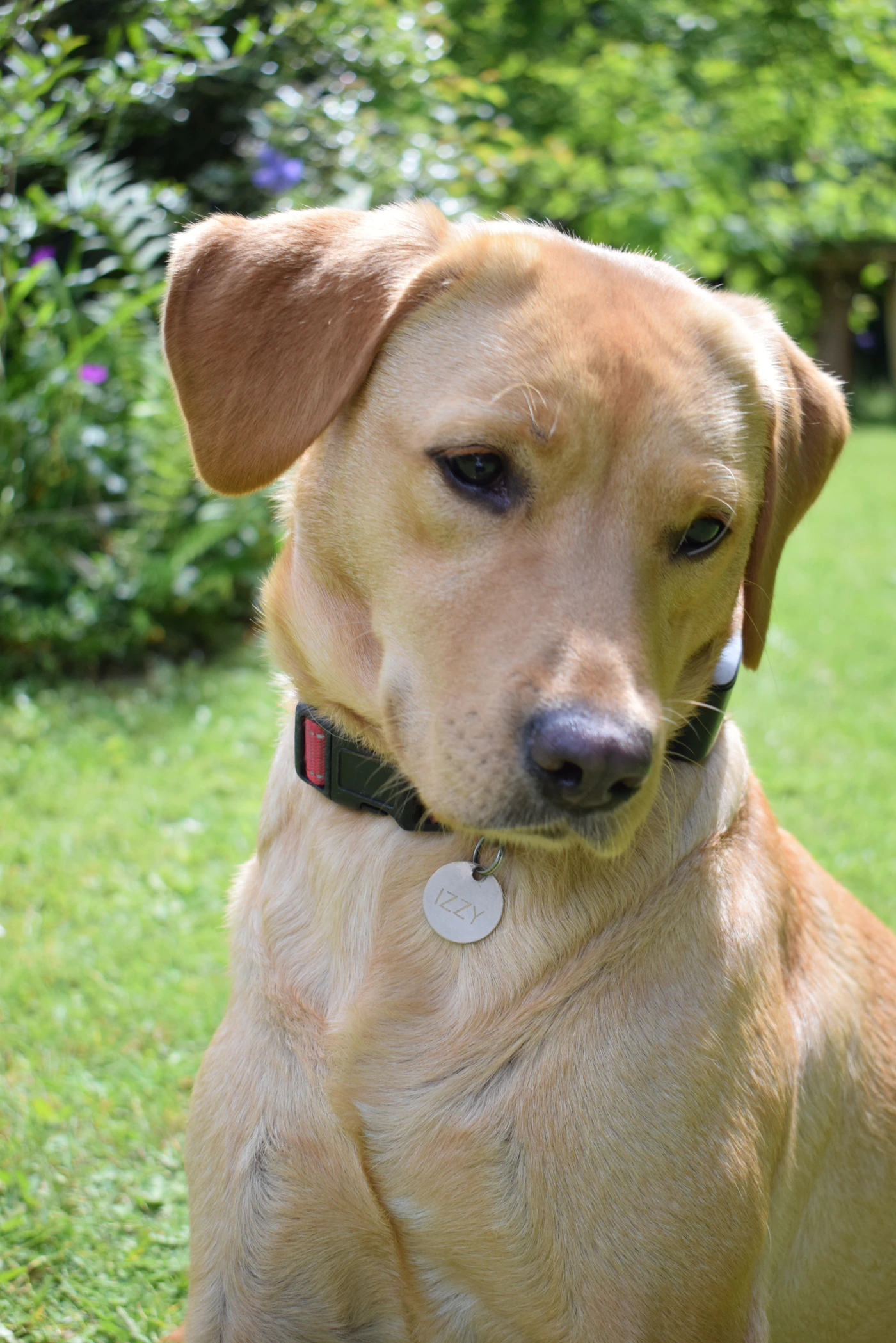 Golden Labrador wearing a GPS tracker outdoors