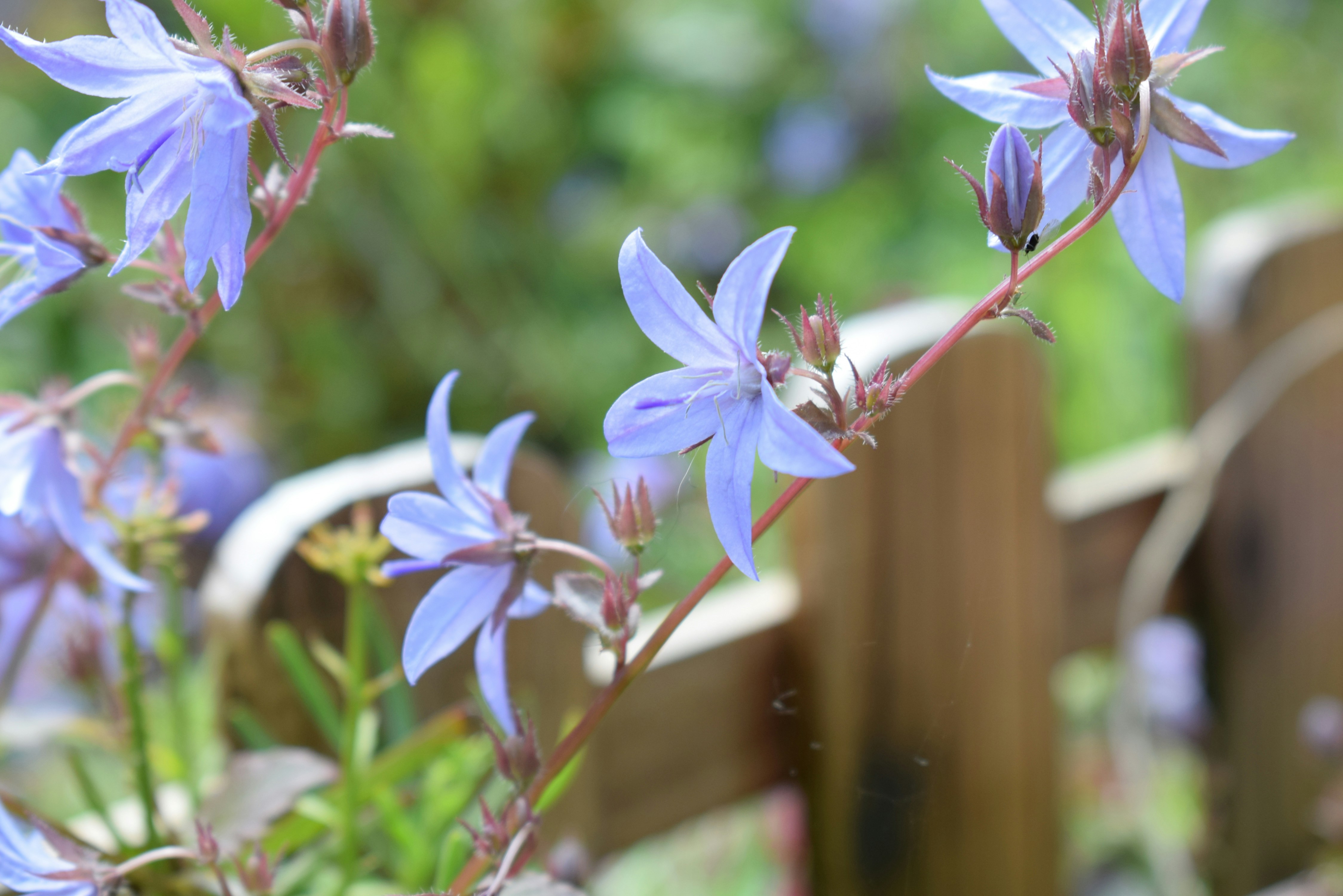 A close up of a purple flower near a fence