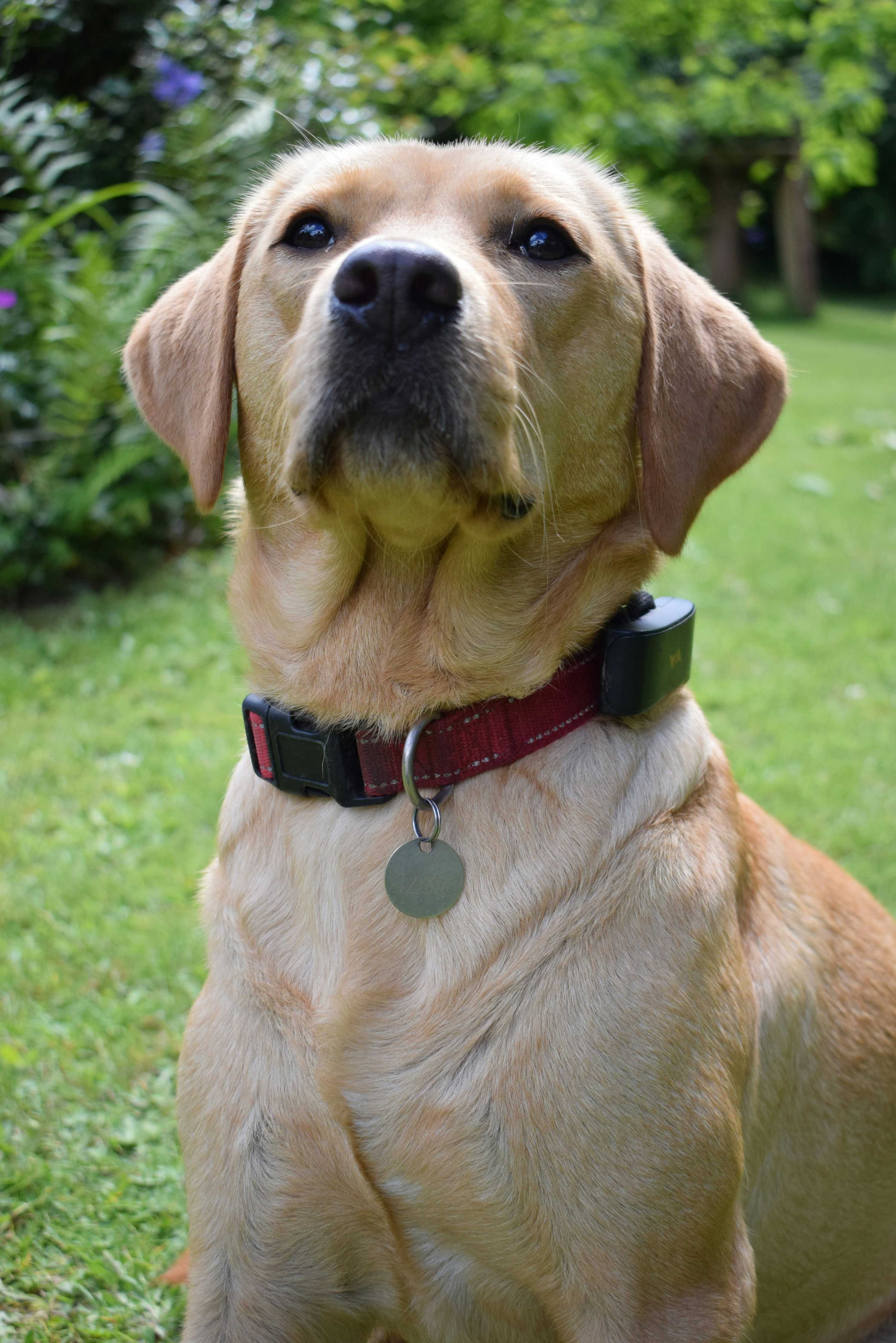 A brown dog sitting on top of a lush green field