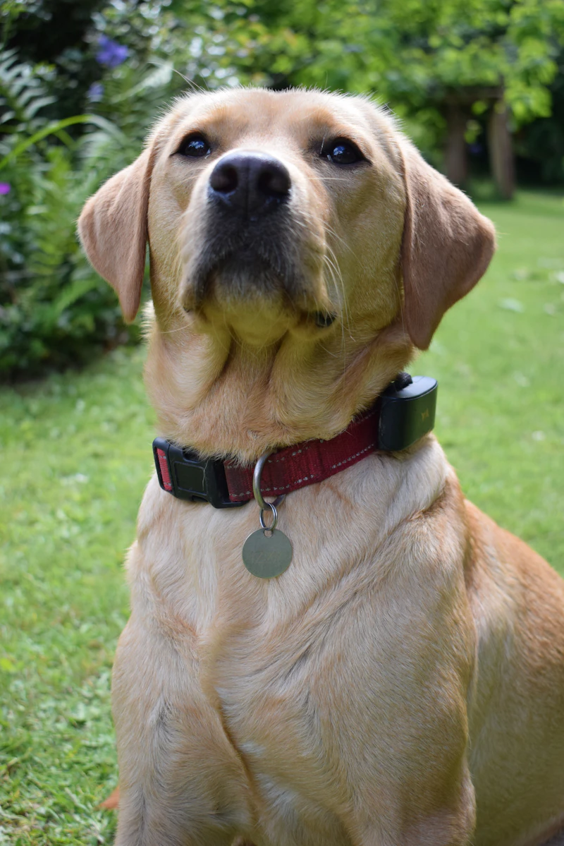 Bodie in his GPS tracking collar