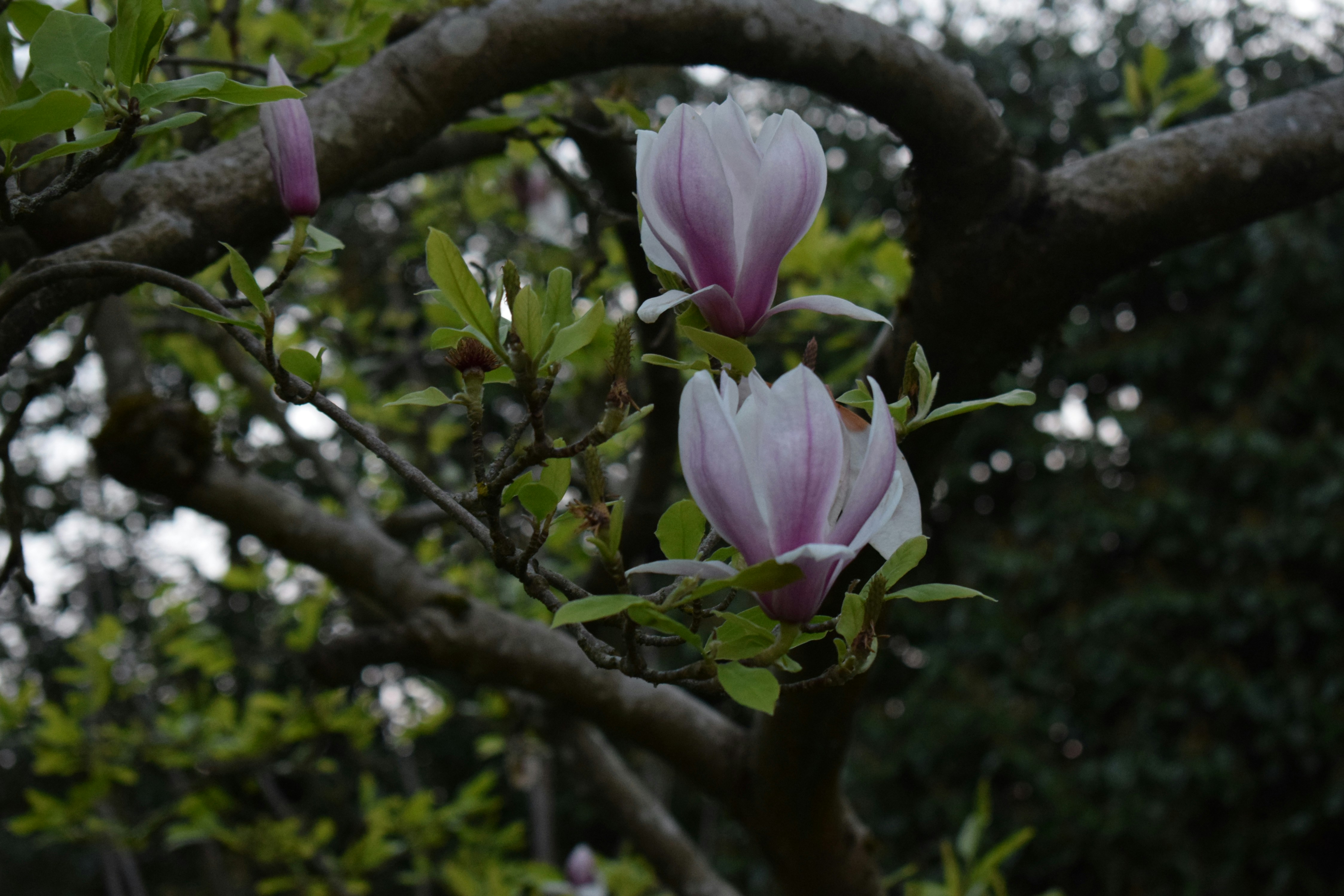 A close up of a flower on a tree branch