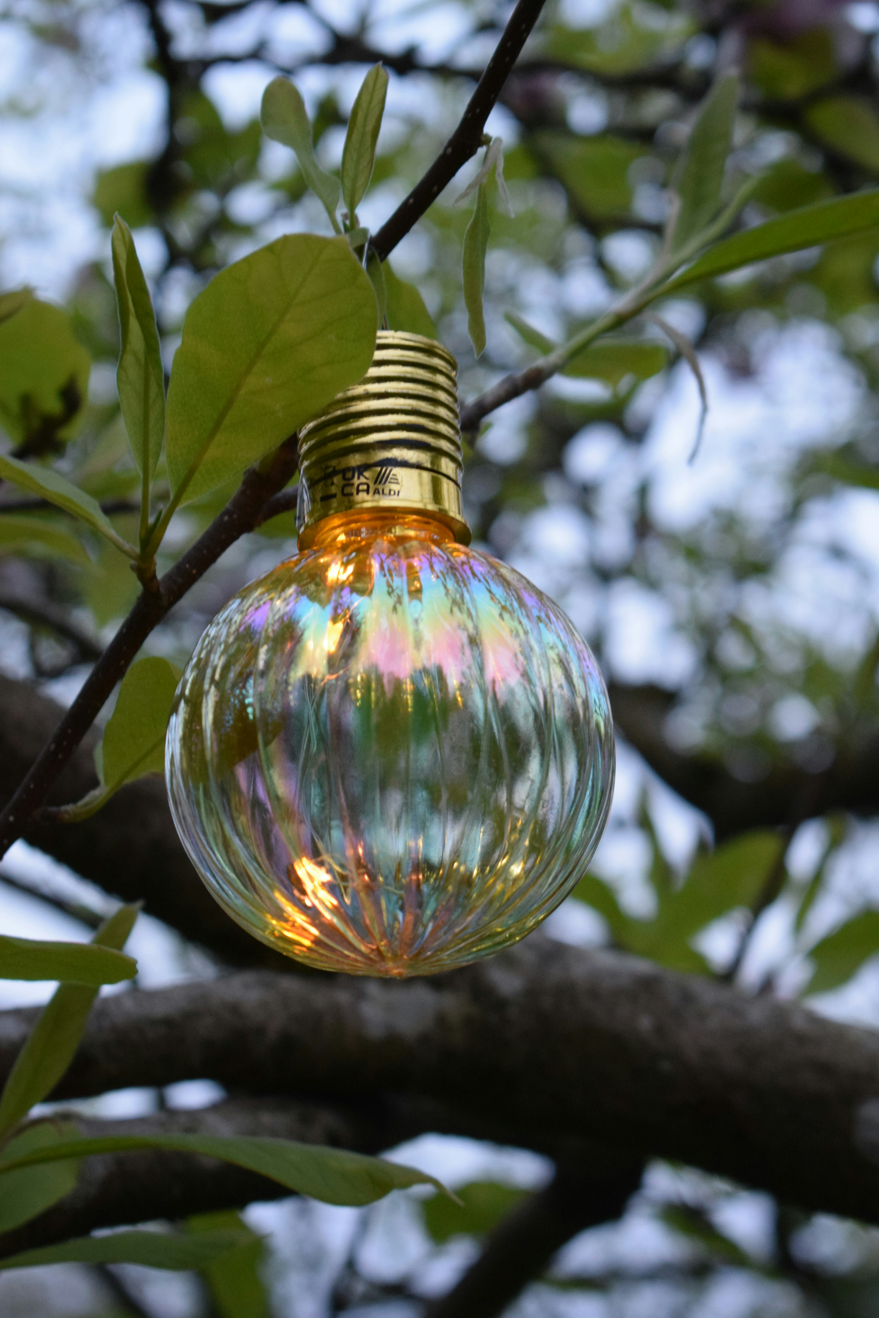 A light bulb hanging from a tree branch