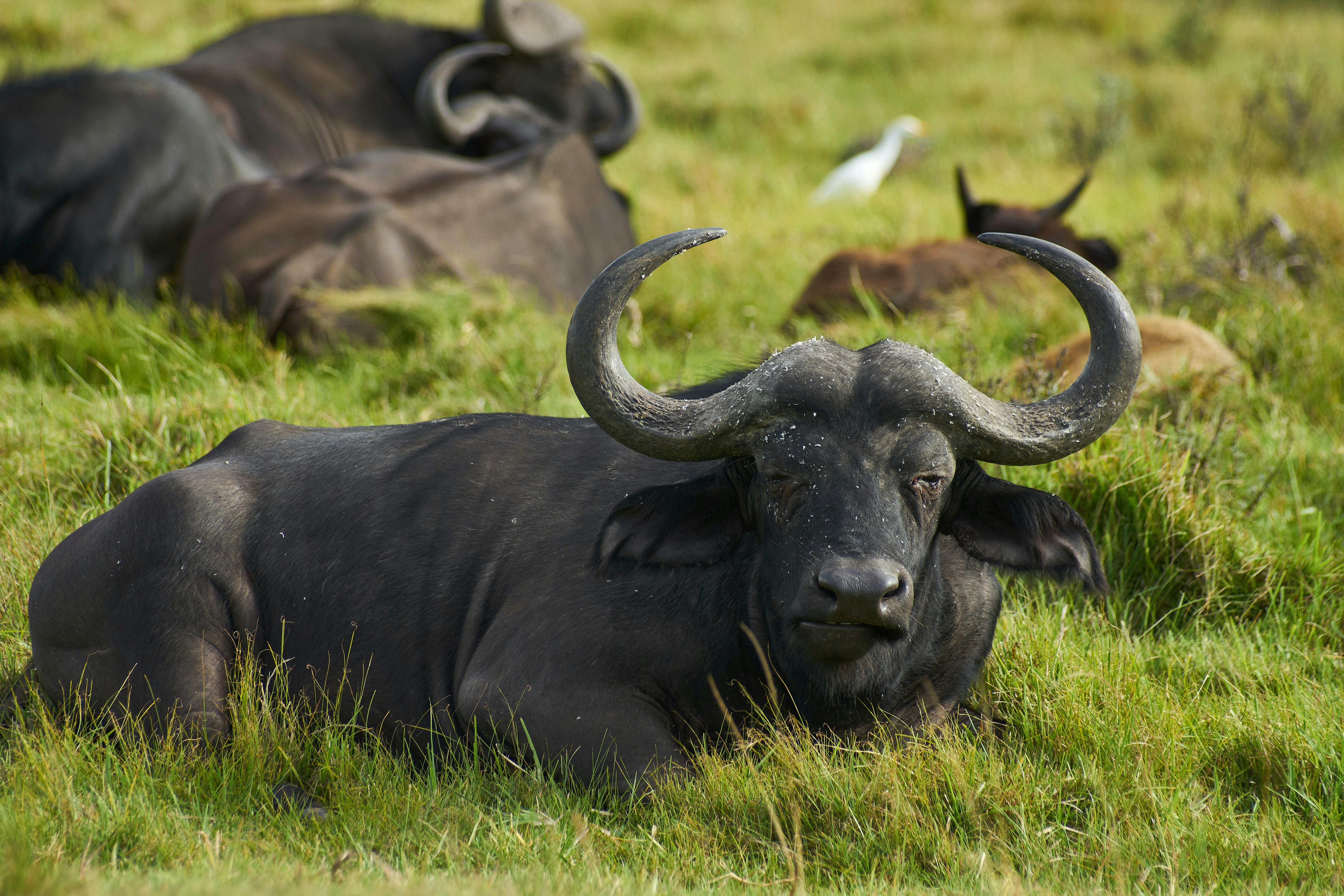 Photo by wolfgang_hasselmann