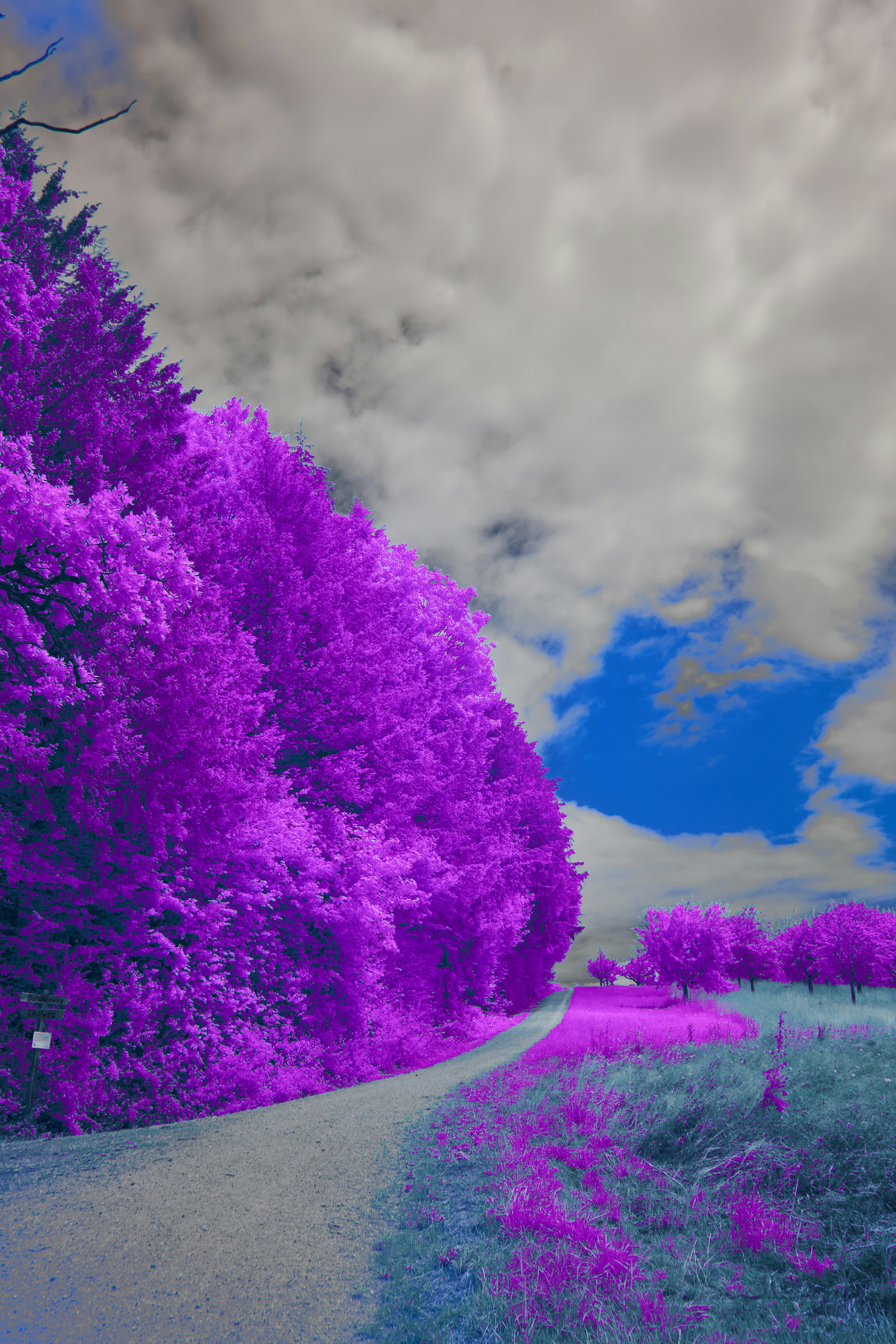 Photo by wolfgang_hasselmann