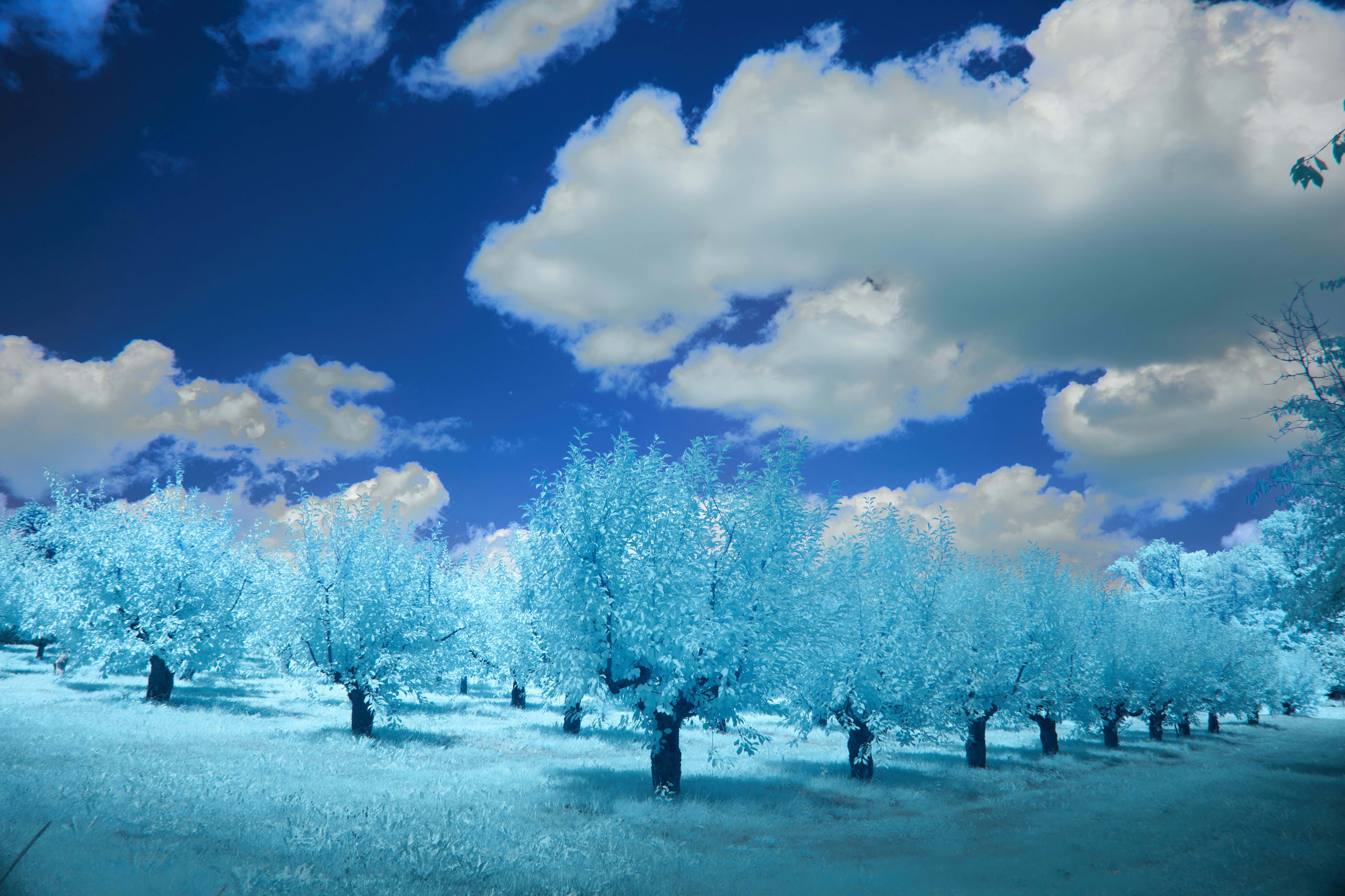 Photo by wolfgang_hasselmann