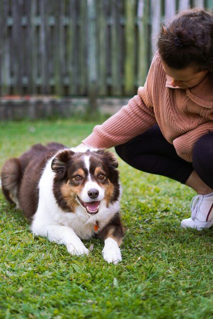 A woman gently petting her dog on the grass outdoors, checking the dog's coat and skin before applying any repellent product.