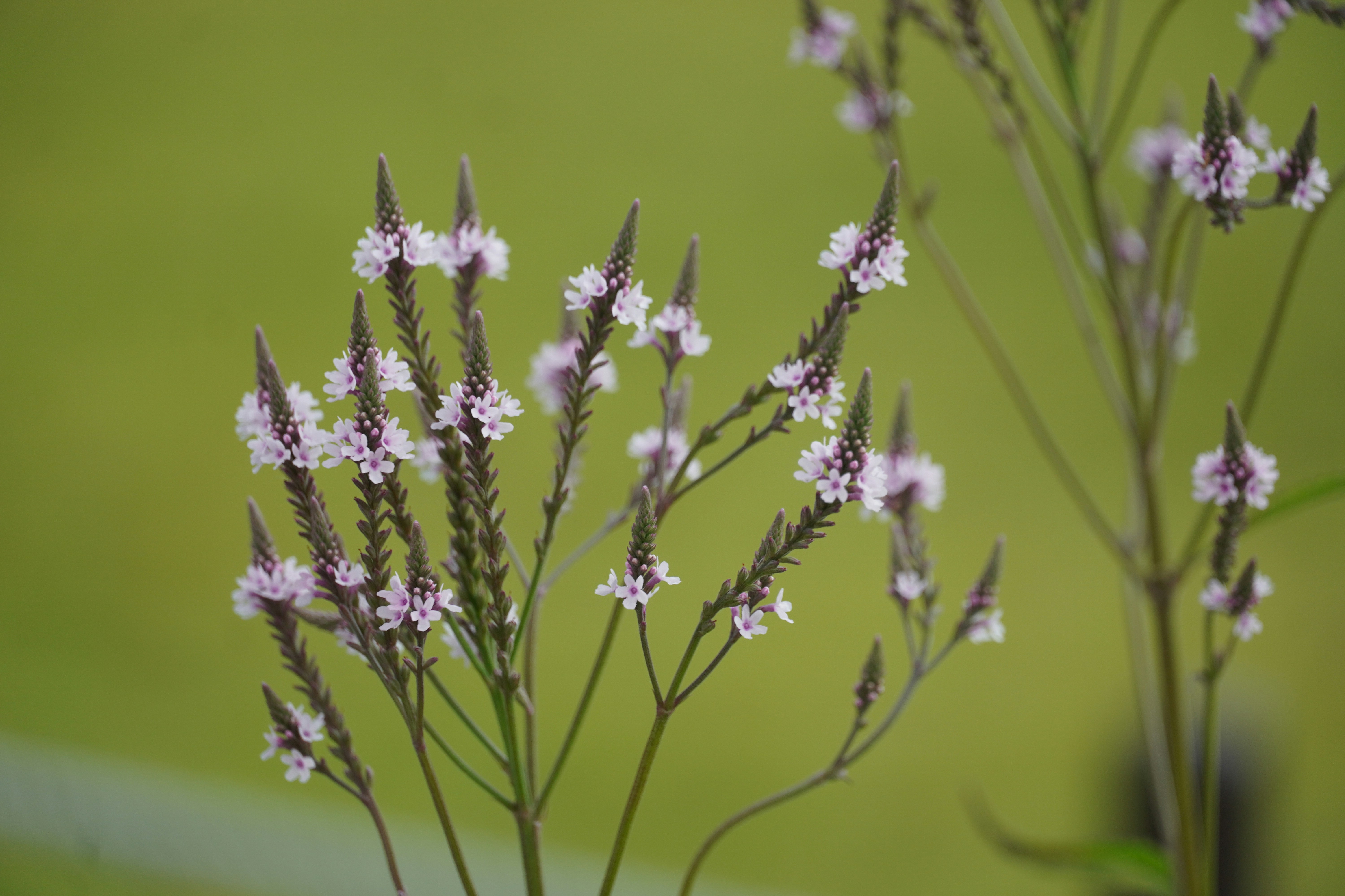 Photo by chapelbeach