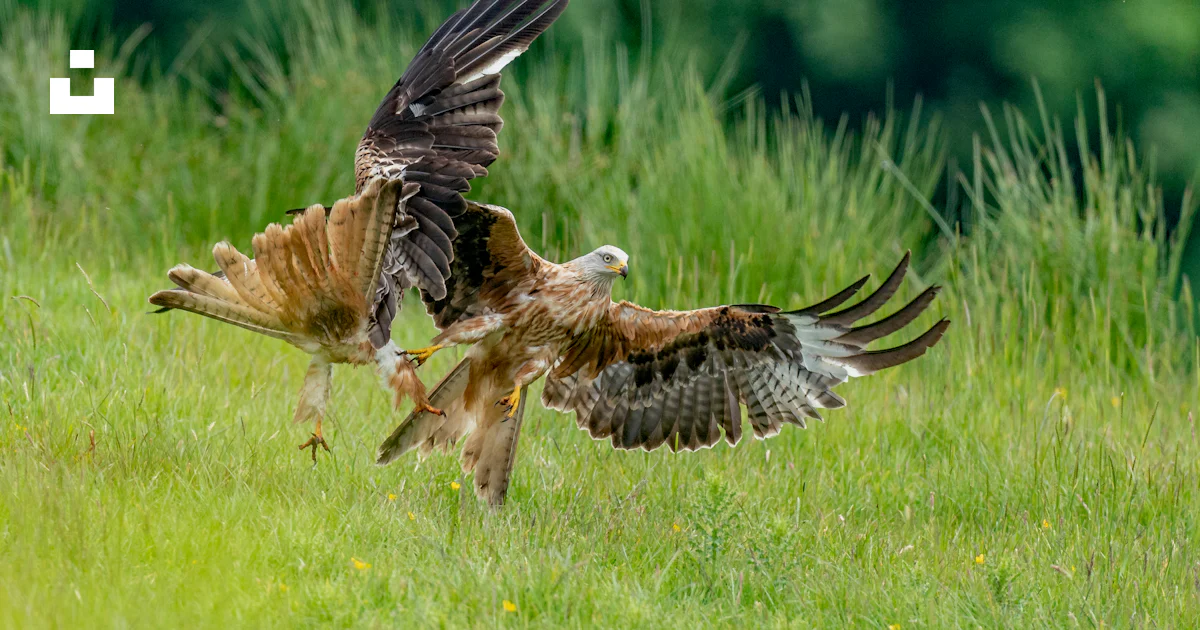 A bird of prey attacking another bird in a field photo – Free Bird ...
